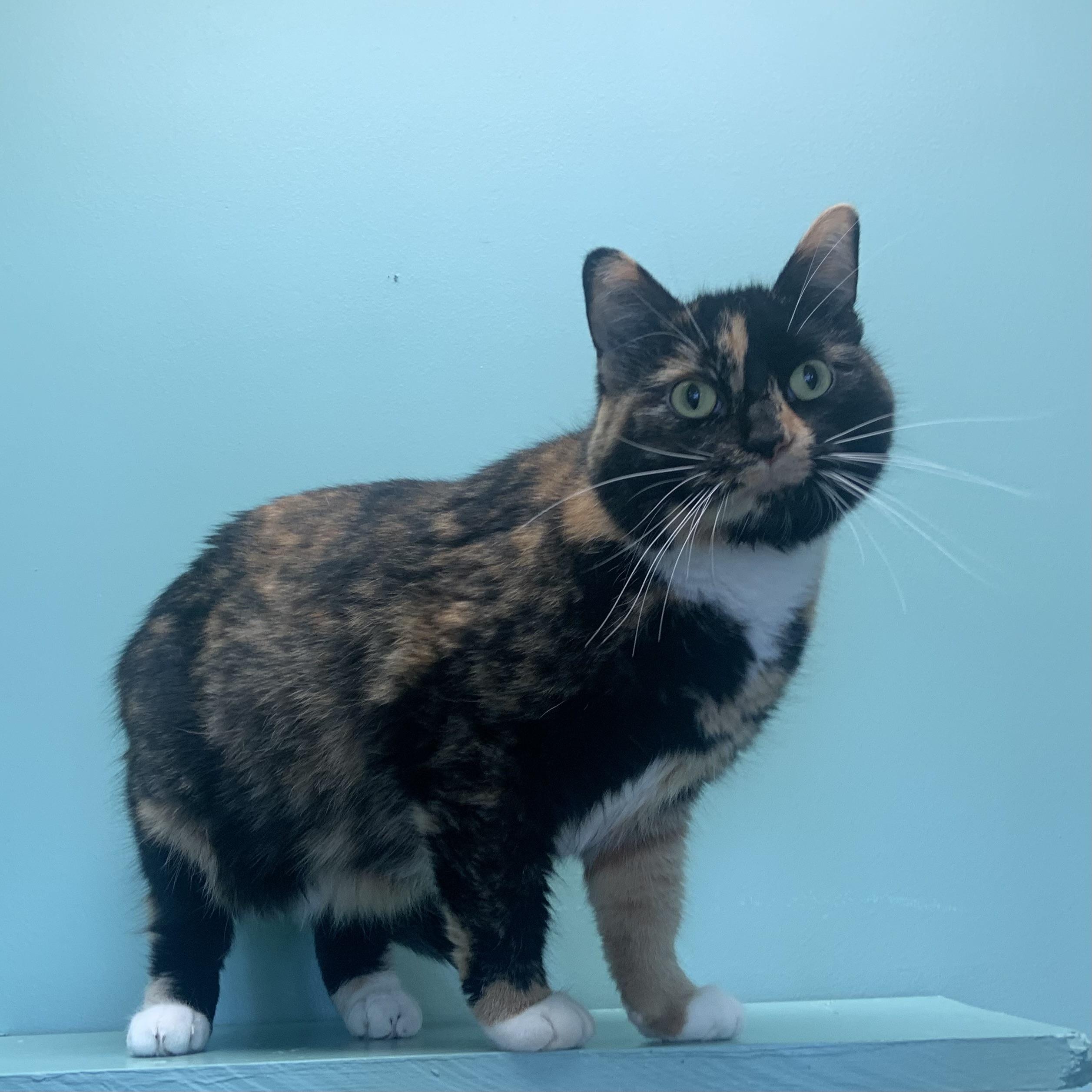 Enlarge Lilith *Bonded to Moo*, an adoptable Domestic Short Hair in Amery, WI image 3/4