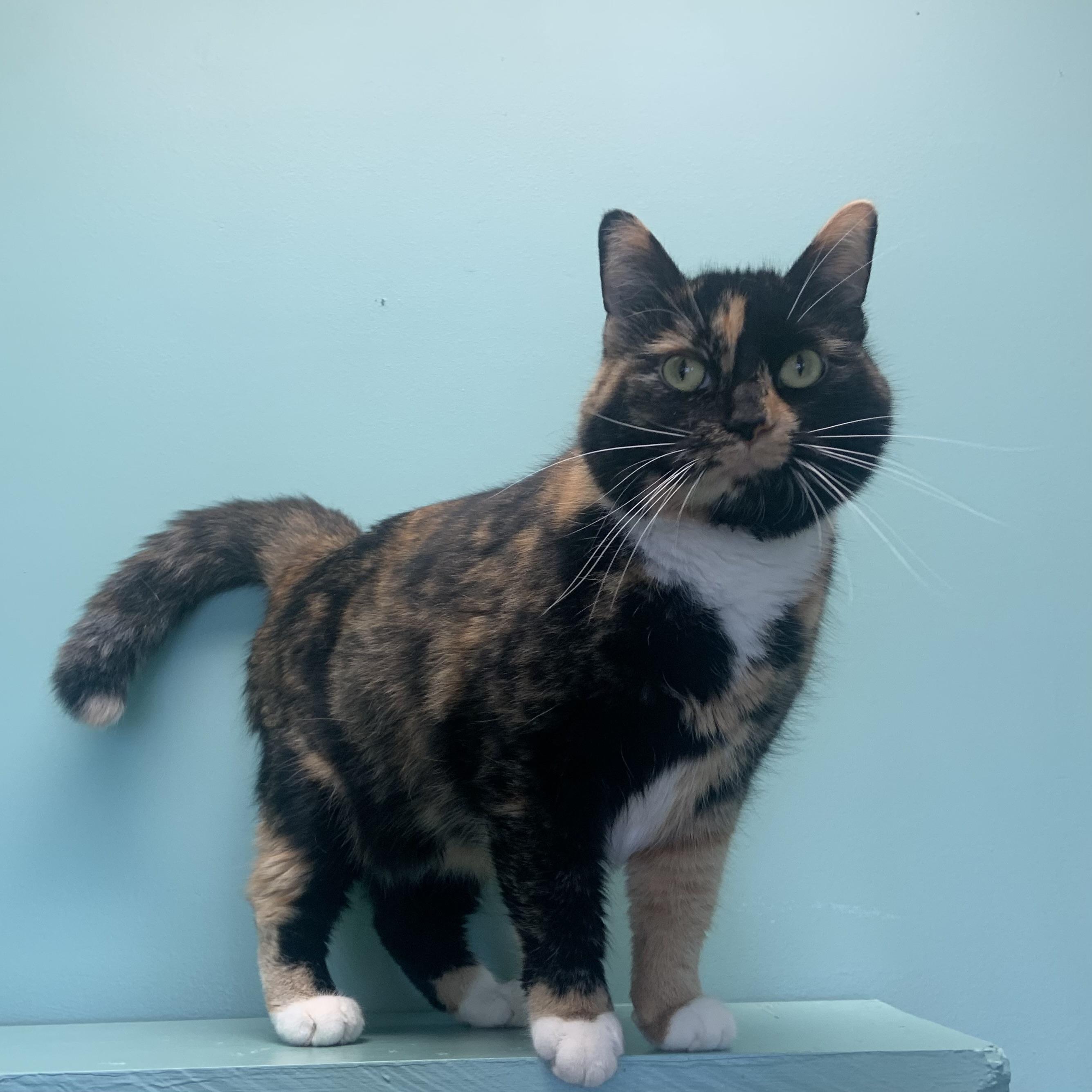 Enlarge Lilith *Bonded to Moo*, an adoptable Domestic Short Hair in Amery, WI image 4/4