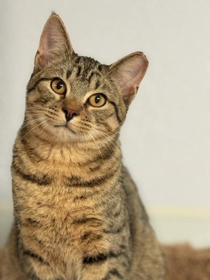 Enlarge Ralphie, a Adoptable mixed breed image 1/3