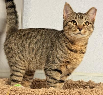 Enlarge Ralphie, a Adoptable mixed breed image 2/3