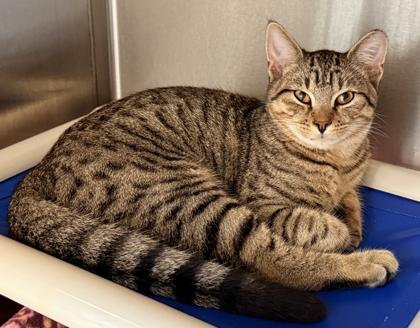 Enlarge Ralphie, a Adoptable mixed breed image 3/3