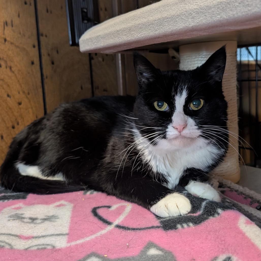 Enlarge Annie, a Adoptable Domestic Short Hair in West Olive, MI image 1/3