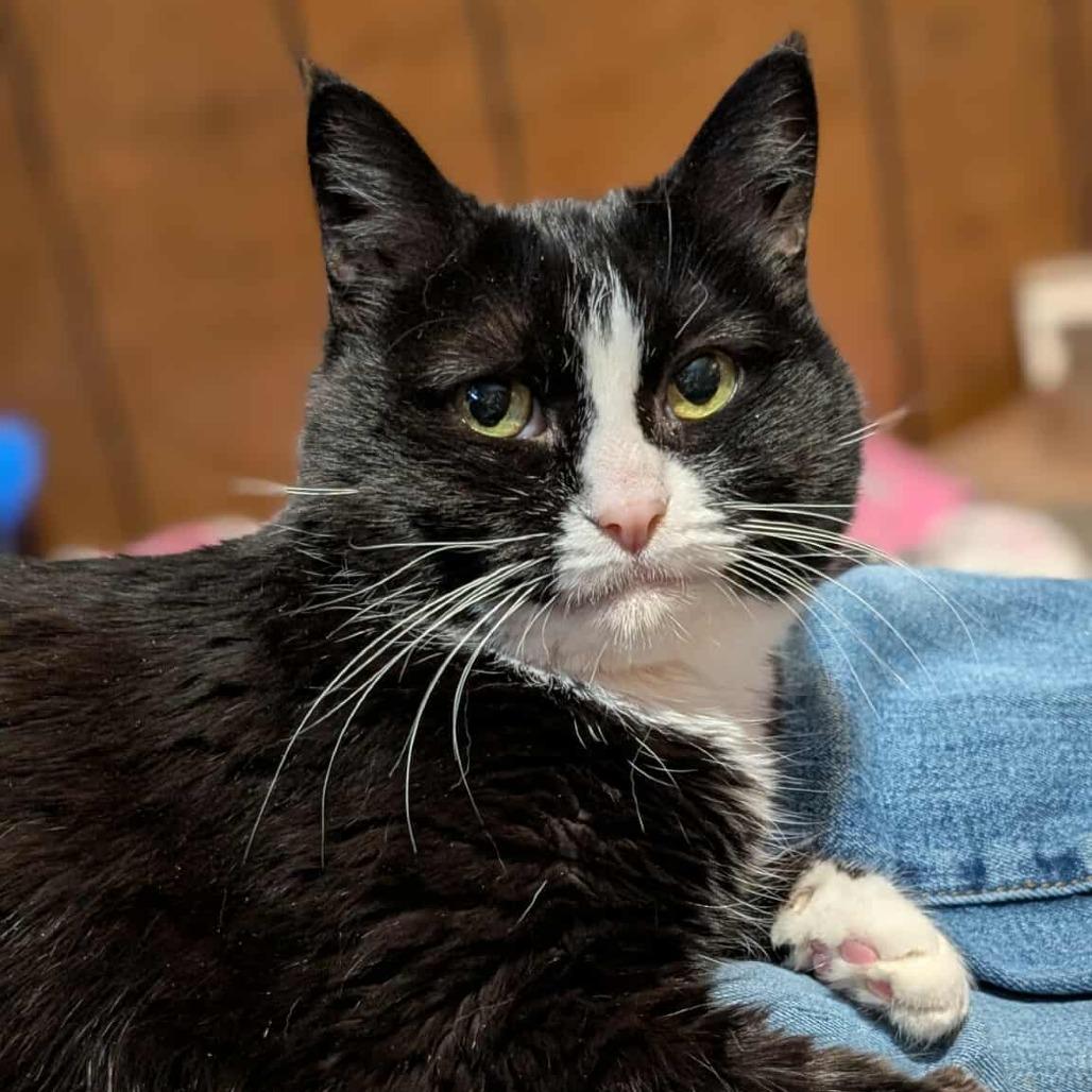 Enlarge Annie, a Adoptable Domestic Short Hair in West Olive, MI image 2/3