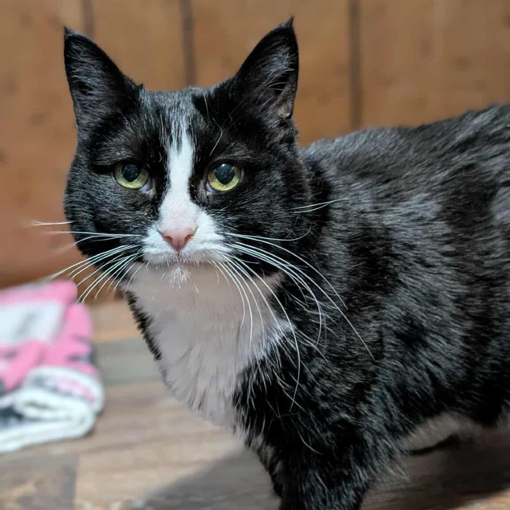 Enlarge Annie, a Adoptable Domestic Short Hair in West Olive, MI image 3/3