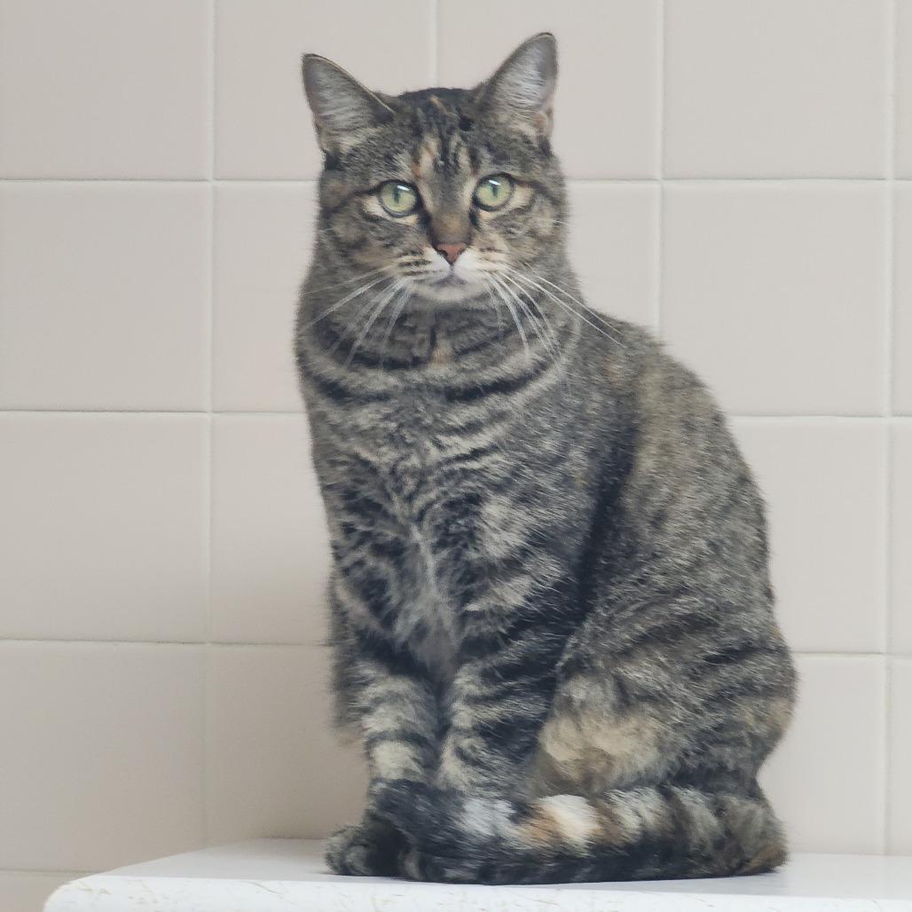 Enlarge Harriet Winslow, a Adoptable Domestic Short Hair in Dixon, IL image 1/3