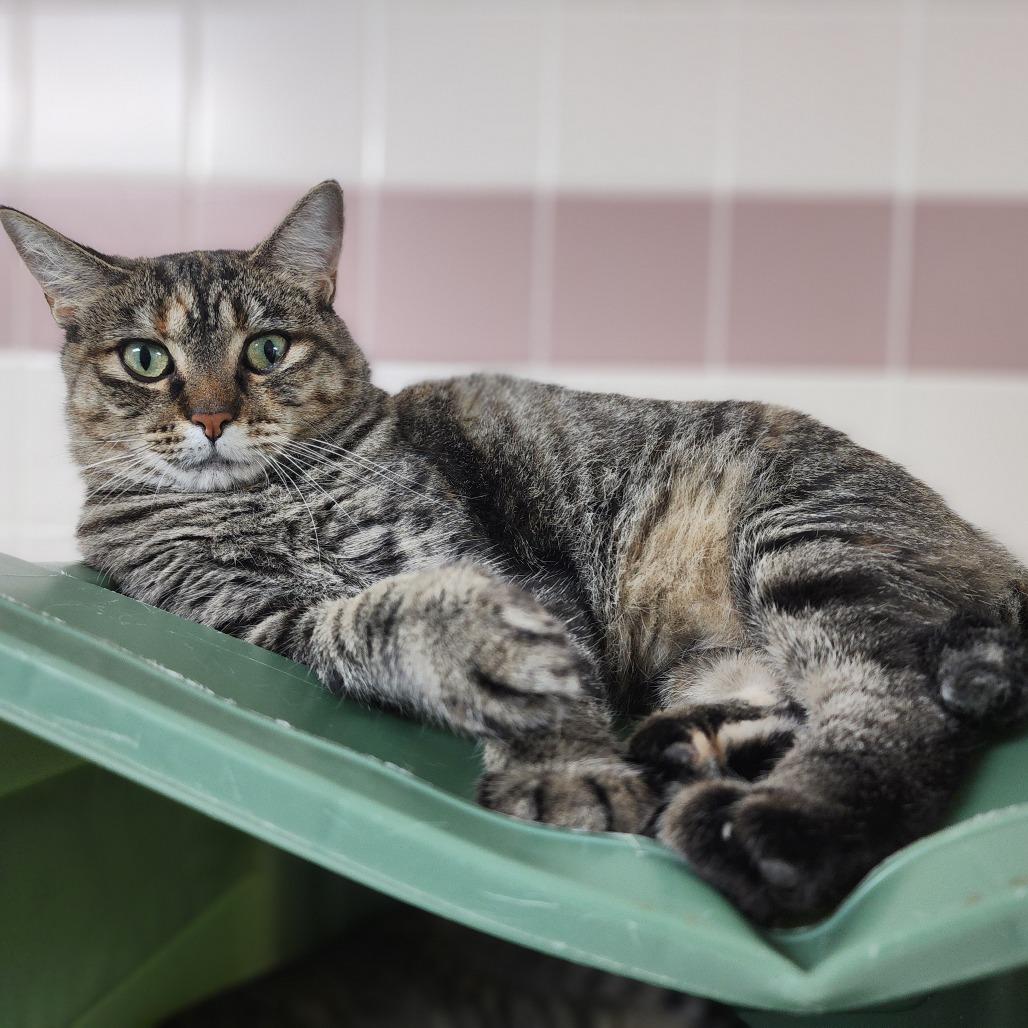 Harriet Winslow, Adoptable, Adult Female Domestic Short Hair.