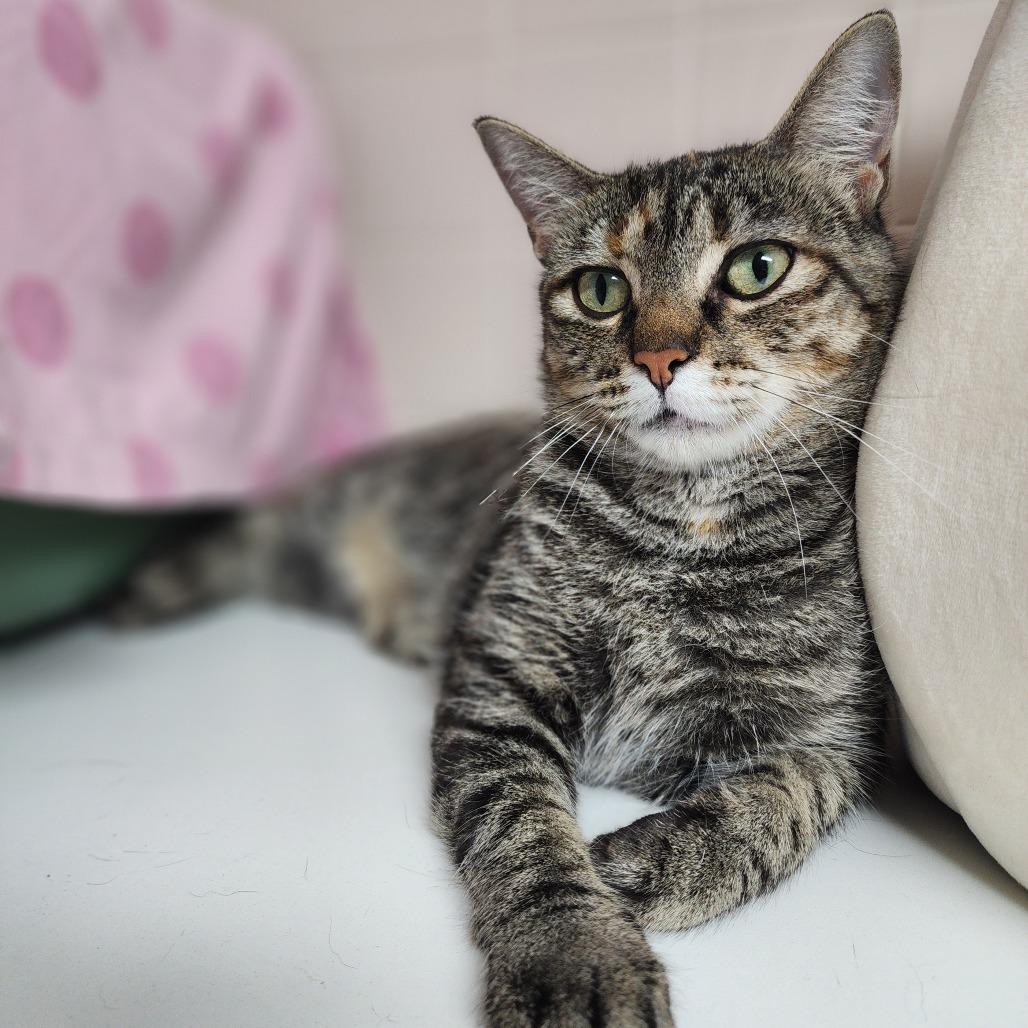 Harriet Winslow, a Adoptable Domestic Short Hair in Dixon, IL image 2/3