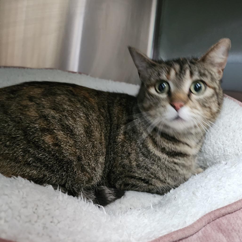 Harriet Winslow, Adoptable, Adult Female Domestic Short Hair.