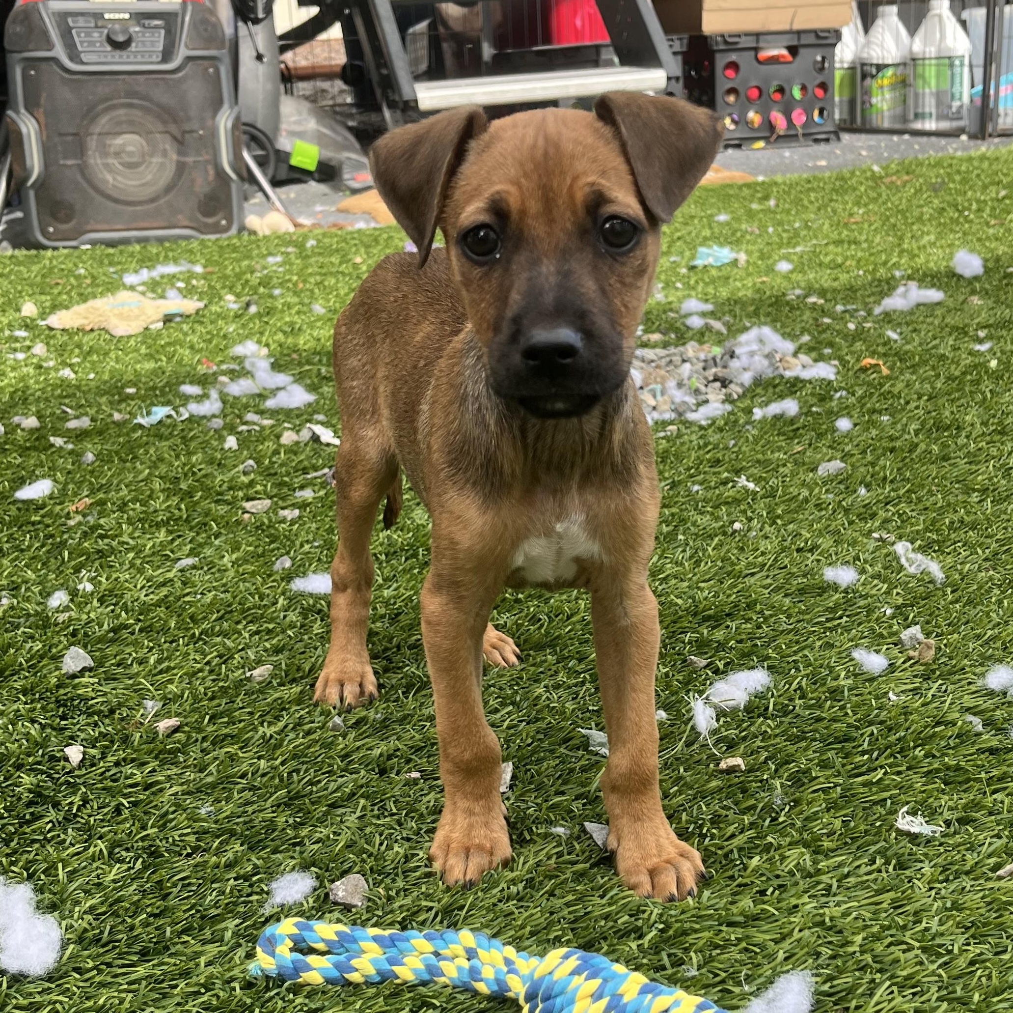 Photo of Baby Male Mixed Breed