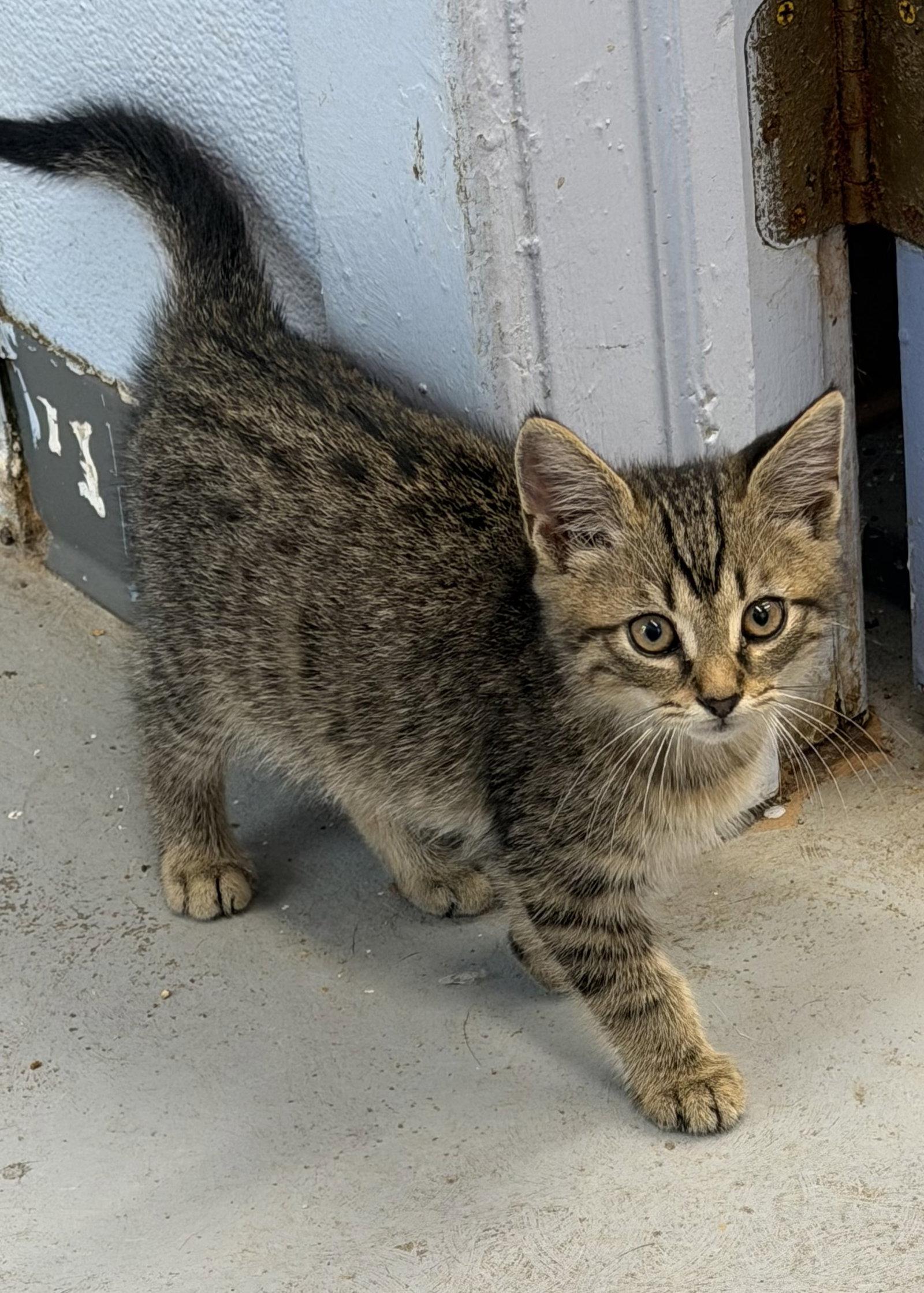 Shark, Adopted, Young Male Domestic Short Hair.