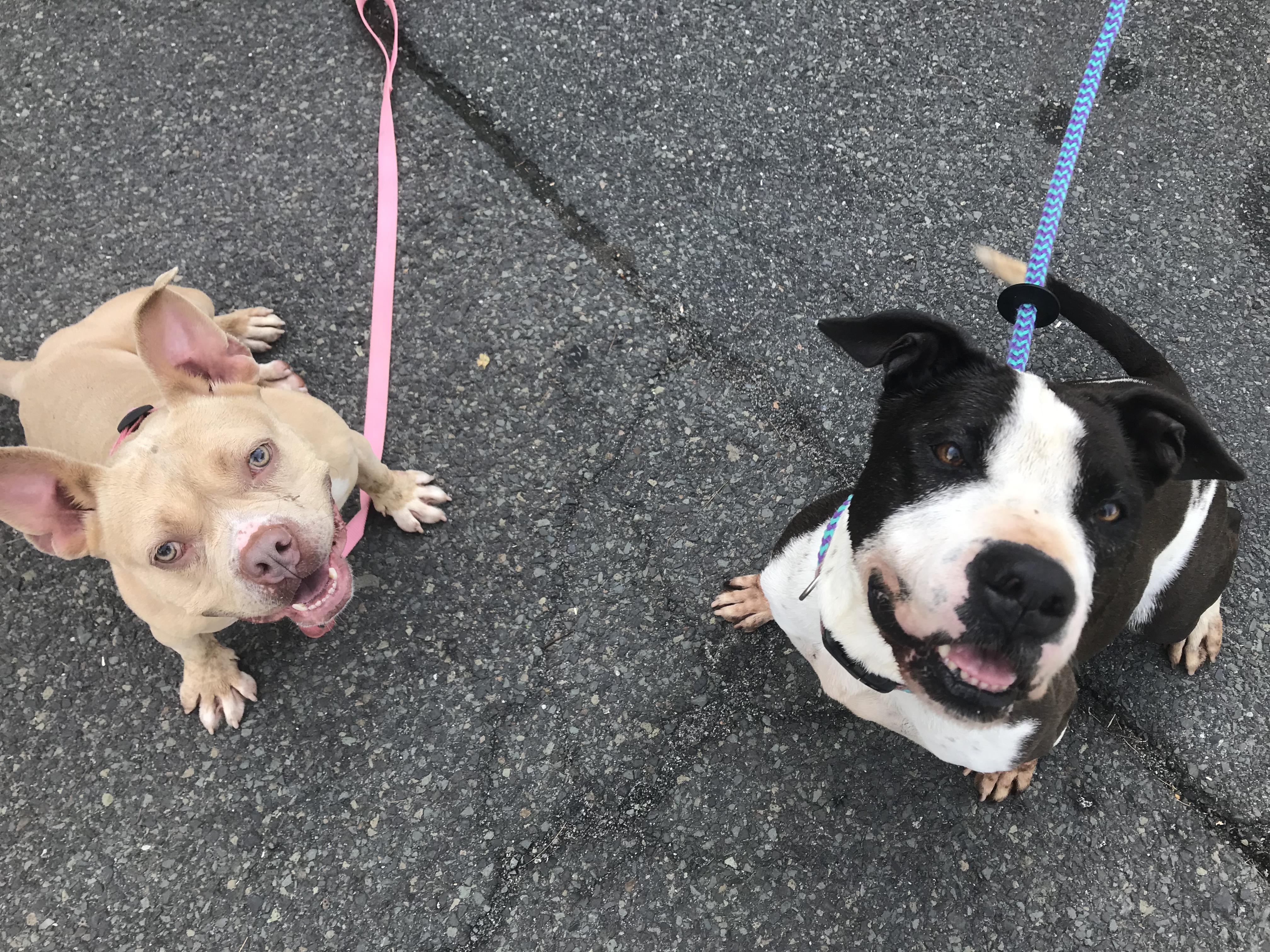 Charlotte - Personality plus!, a Adoptable Staffordshire Bull Terrier in Montclair, NJ image 2/6