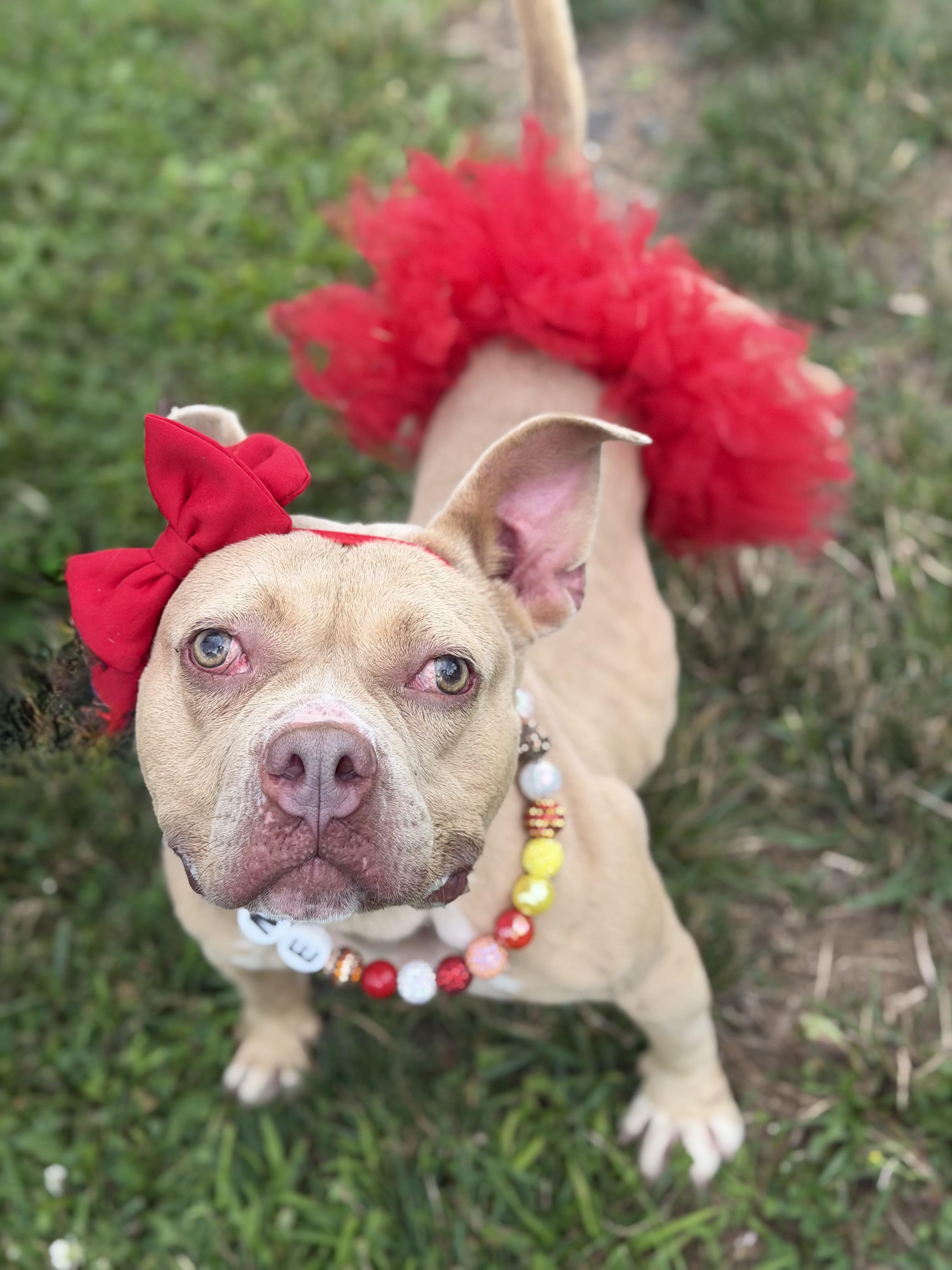 Enlarge Charlotte - Personality plus!, a Adoptable Staffordshire Bull Terrier in Montclair, NJ image 3/6