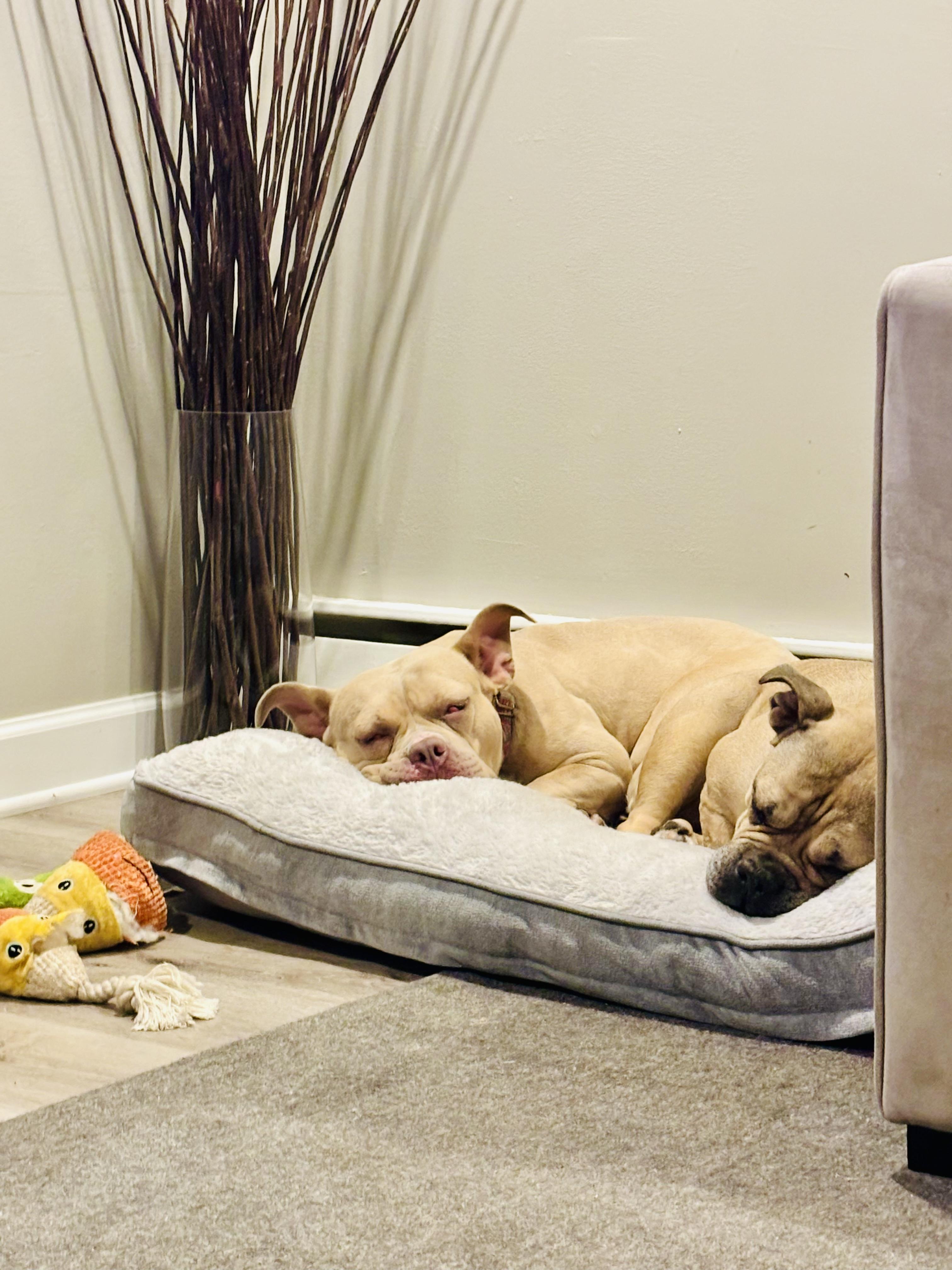 Charlotte - Personality plus!, a Adoptable Staffordshire Bull Terrier in Montclair, NJ image 5/6