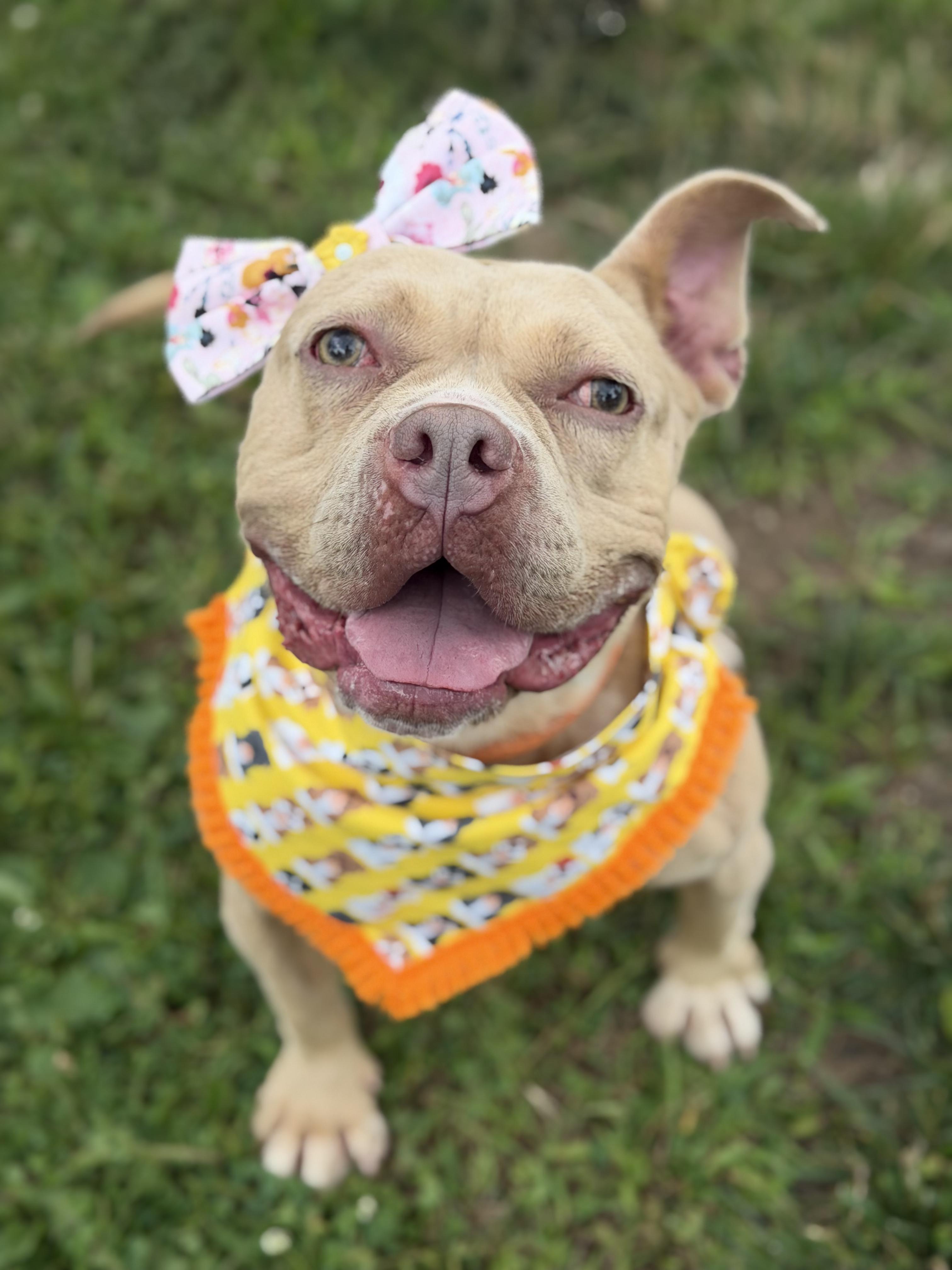 Enlarge Charlotte - Personality plus!, a Adoptable Staffordshire Bull Terrier in Montclair, NJ image 2/6
