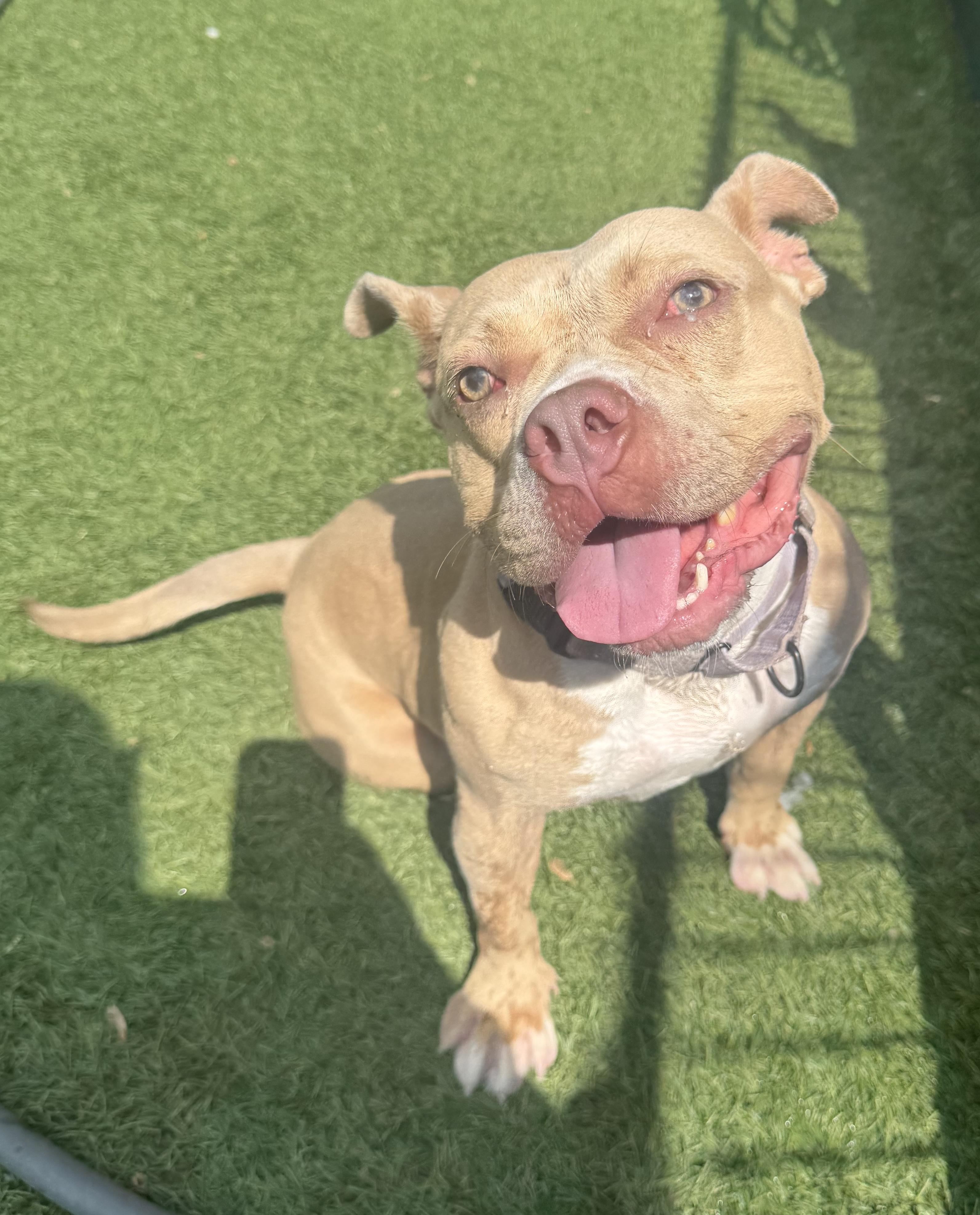 Charlotte - Personality plus!, Adult Female Staffordshire Bull Terrier