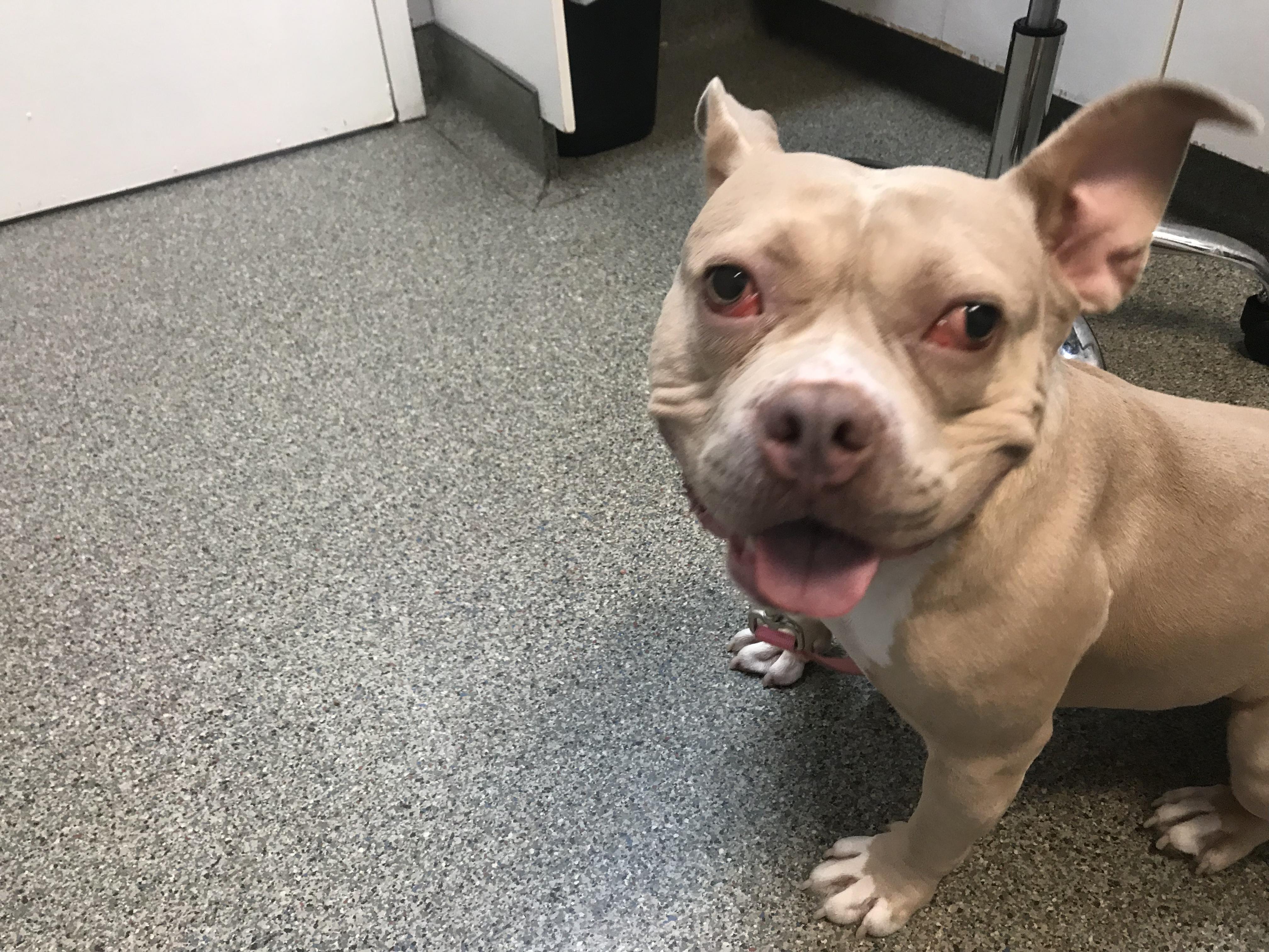 Charlotte - Personality plus!, a Adoptable Staffordshire Bull Terrier in Montclair, NJ image 3/6