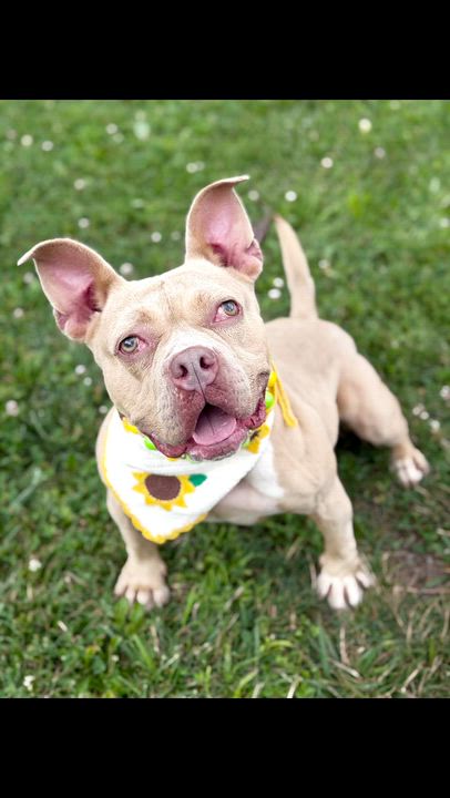 Enlarge Charlotte - Personality plus!, a Adoptable Staffordshire Bull Terrier in Montclair, NJ video 6/6