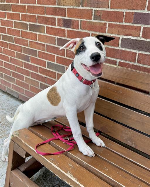 MARTA, Adoptable, Puppy Female Pit Bull Terrier.