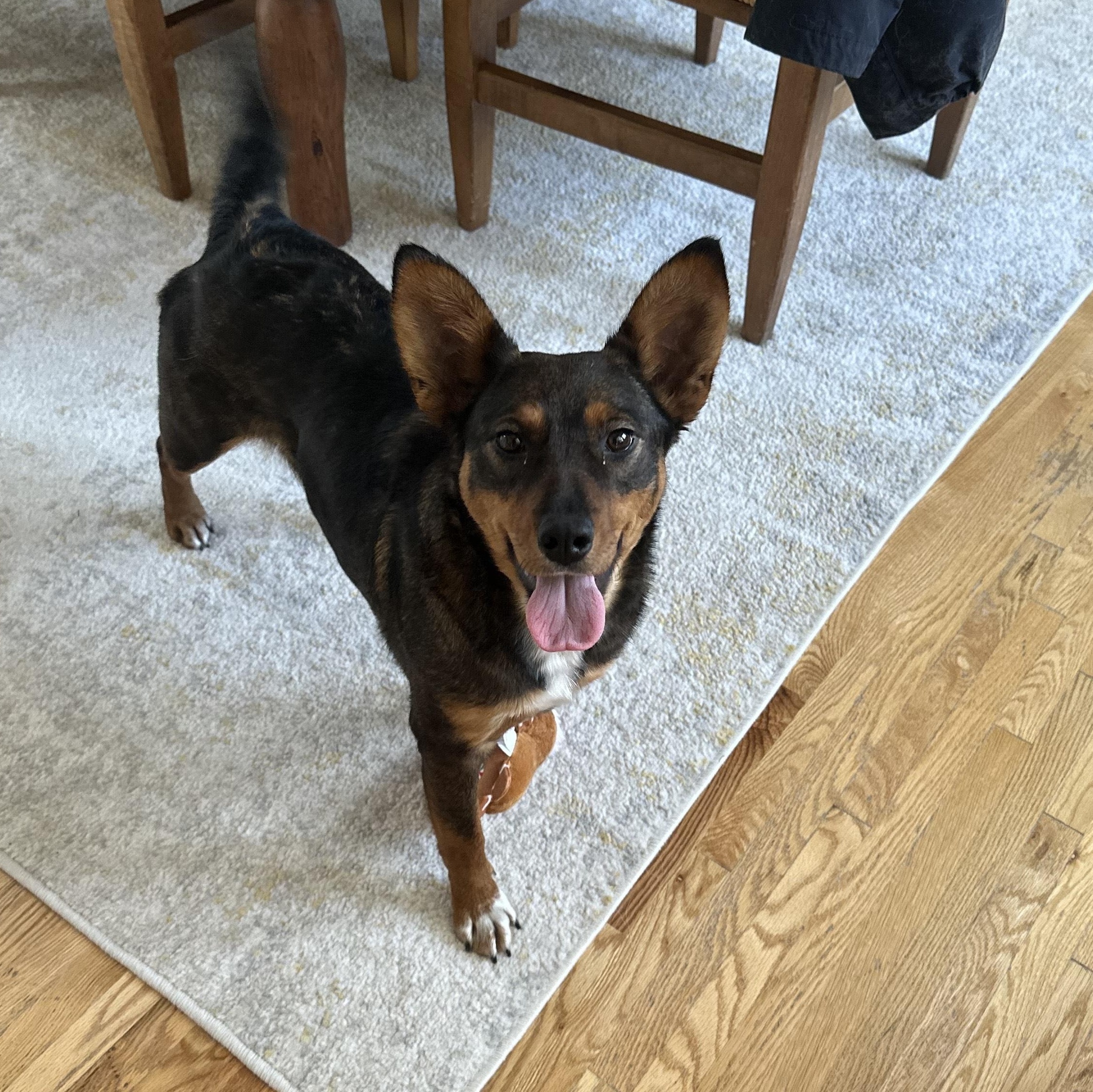 Enlarge Gloria, a ADOPTABLE mixed breed in Minneapolis, MN image 2/4