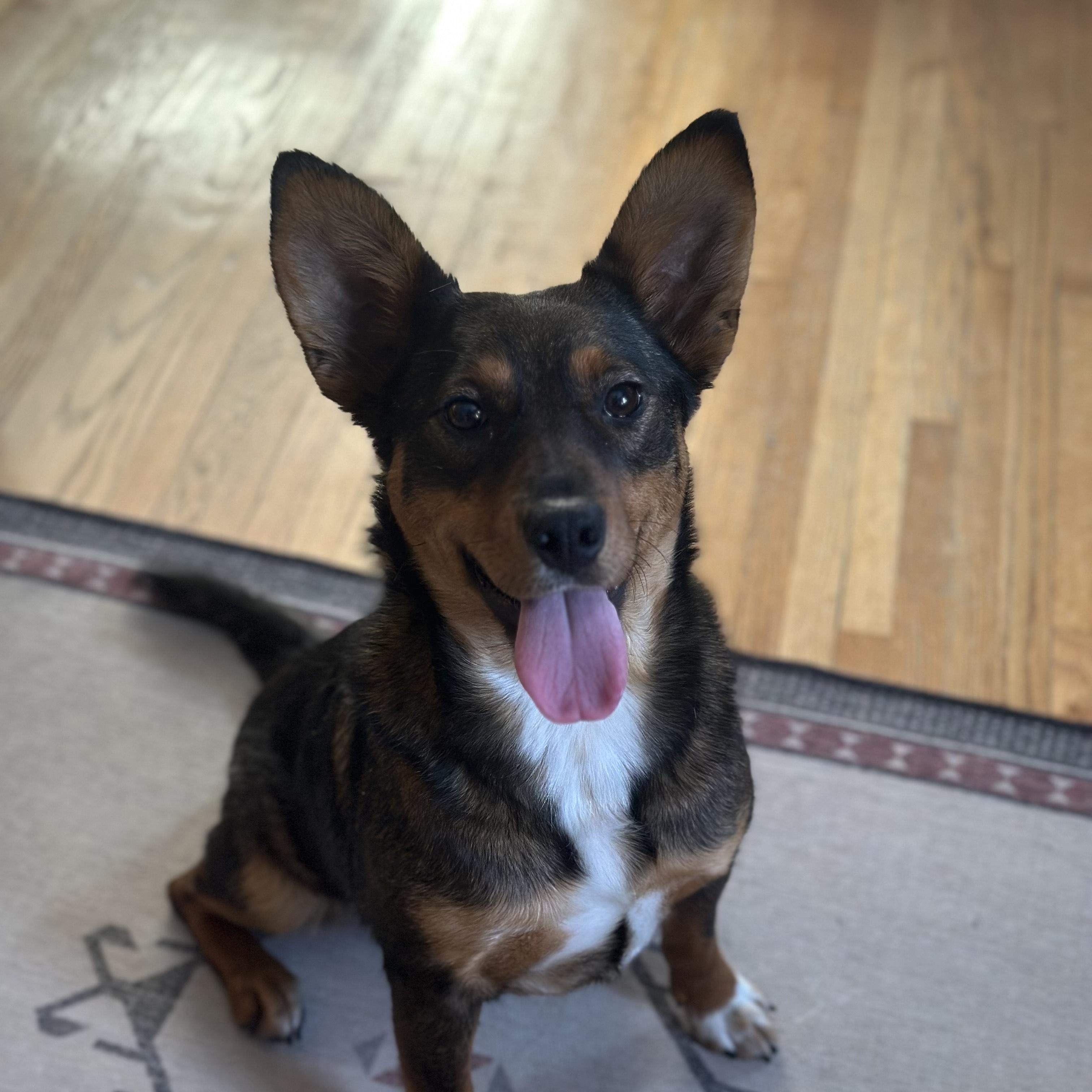 Enlarge Gloria, a ADOPTABLE mixed breed in Minneapolis, MN image 1/4