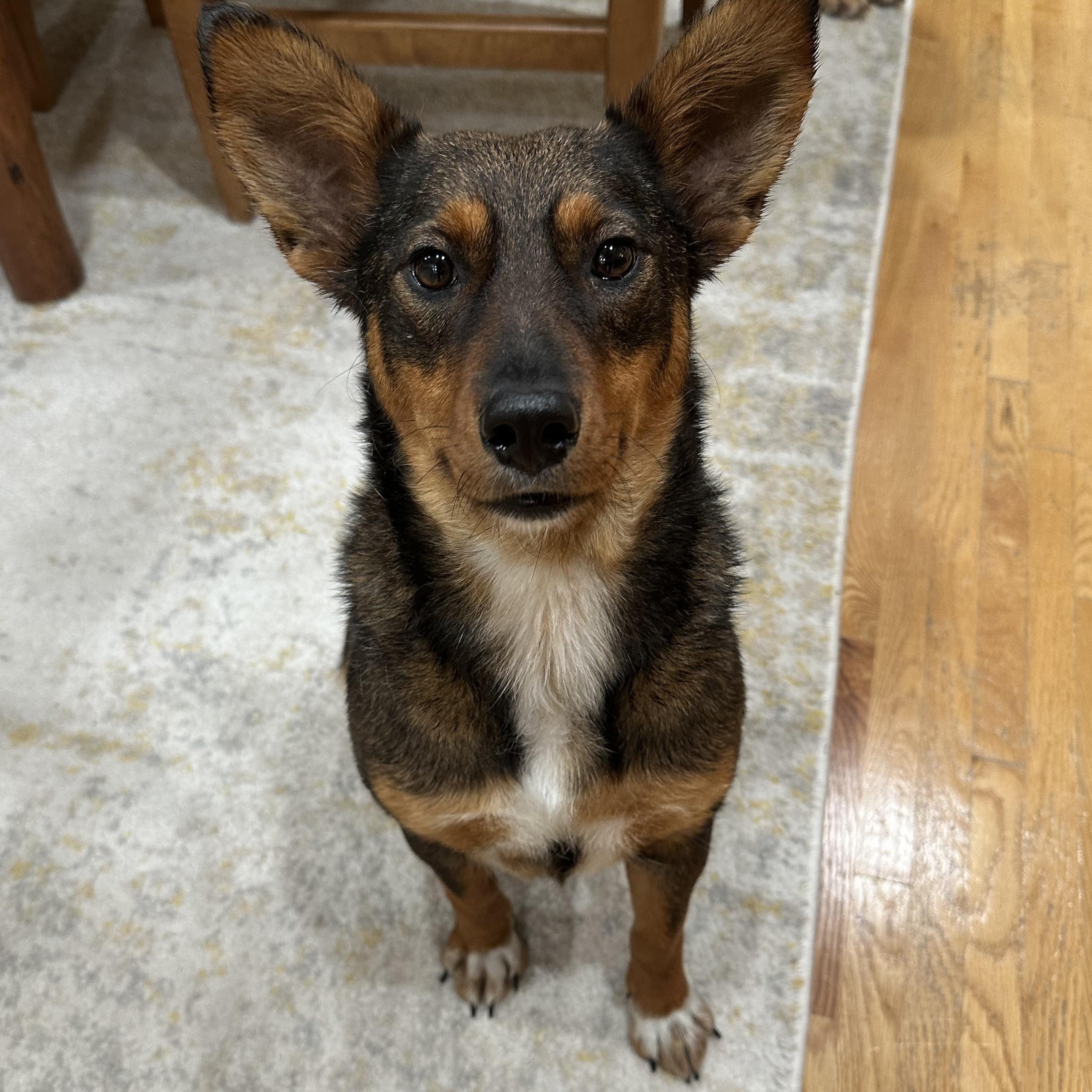 Enlarge Gloria, a ADOPTABLE mixed breed in Minneapolis, MN image 4/4