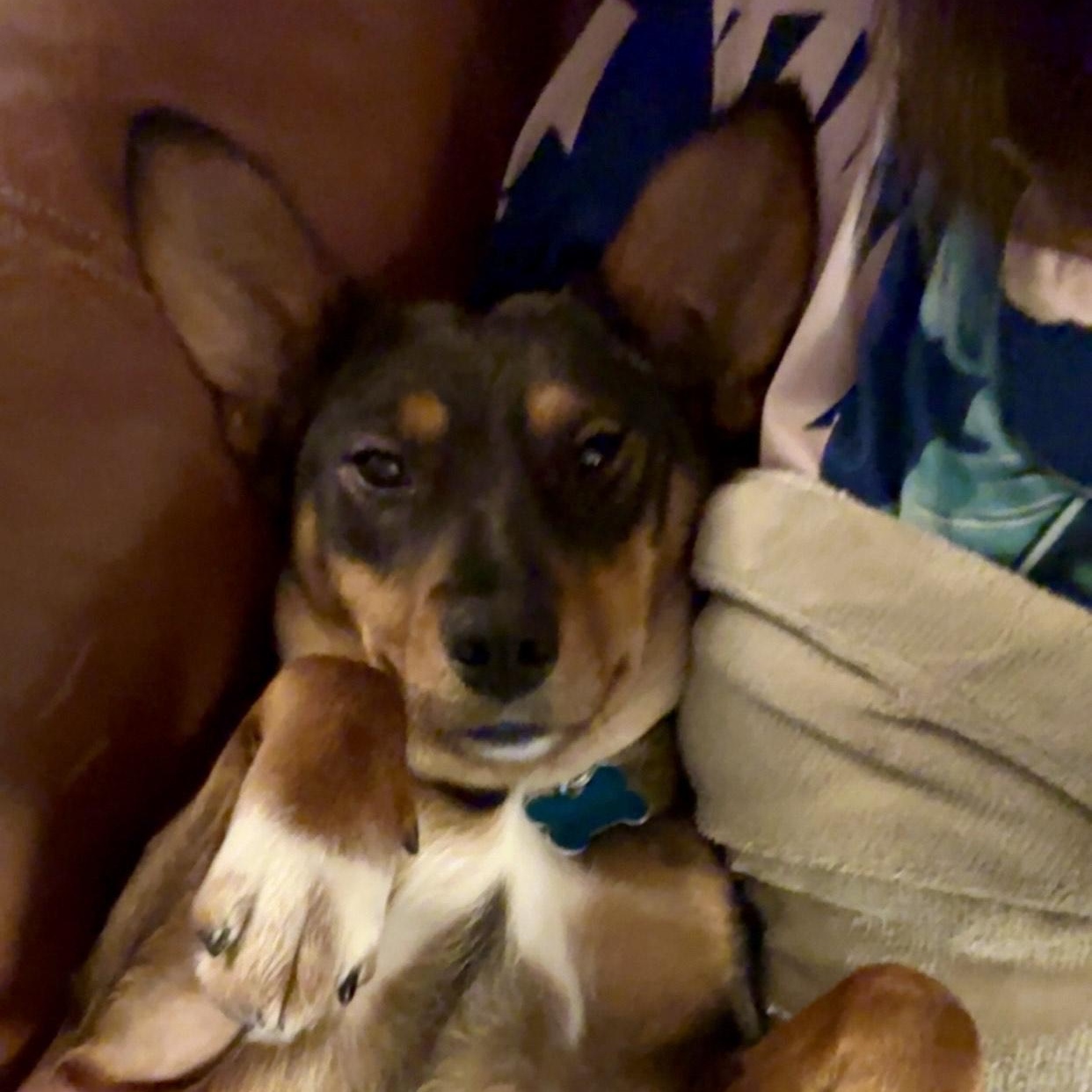 Enlarge Gloria, a ADOPTABLE mixed breed in Minneapolis, MN image 3/4