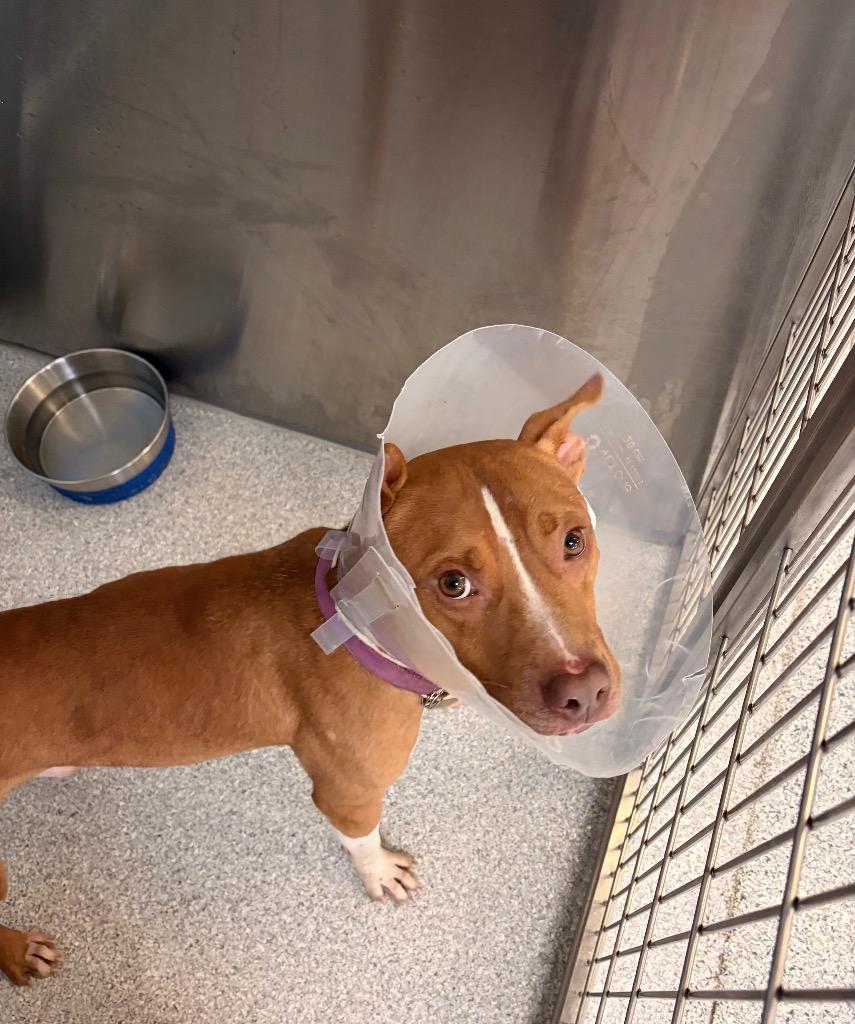 Crash, Adoptable, Young Male Mixed Breed.