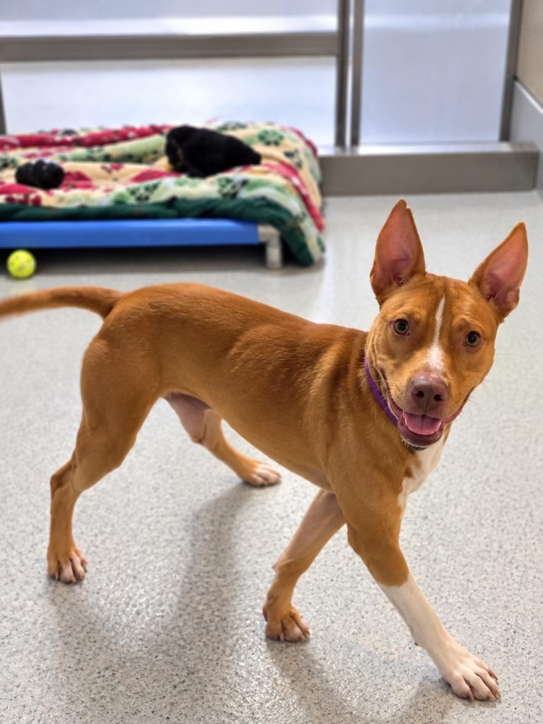 Enlarge Crash, a Adoptable mixed breed in Detroit, MI image 2/3