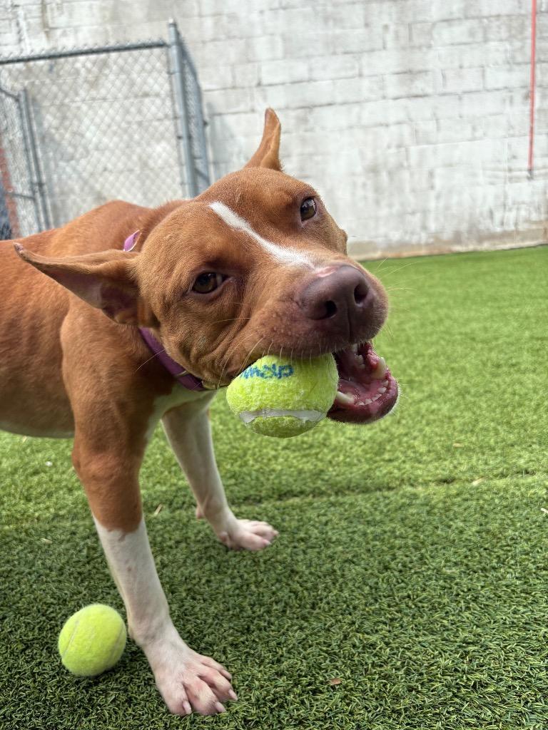 Enlarge Crash, a Adoptable mixed breed in Detroit, MI image 3/3