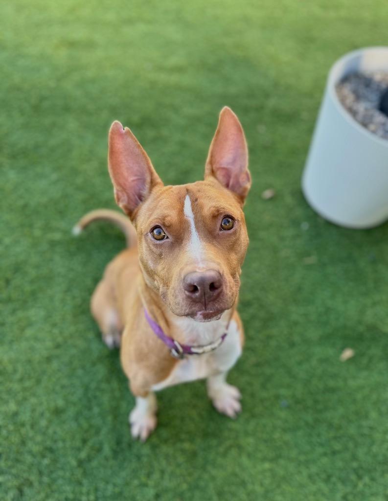 Enlarge Crash, a Adoptable mixed breed in Detroit, MI image 5/6