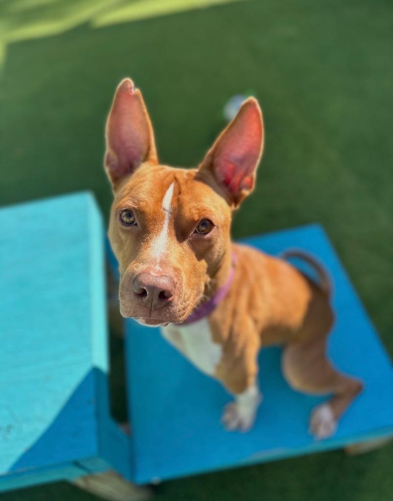 Enlarge Crash, a Adoptable mixed breed in Detroit, MI image 6/6
