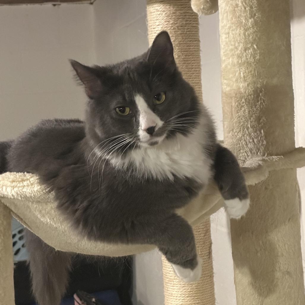 Dusty, a Adoptable Domestic Medium Hair in Reisterstown, MD image 1/4