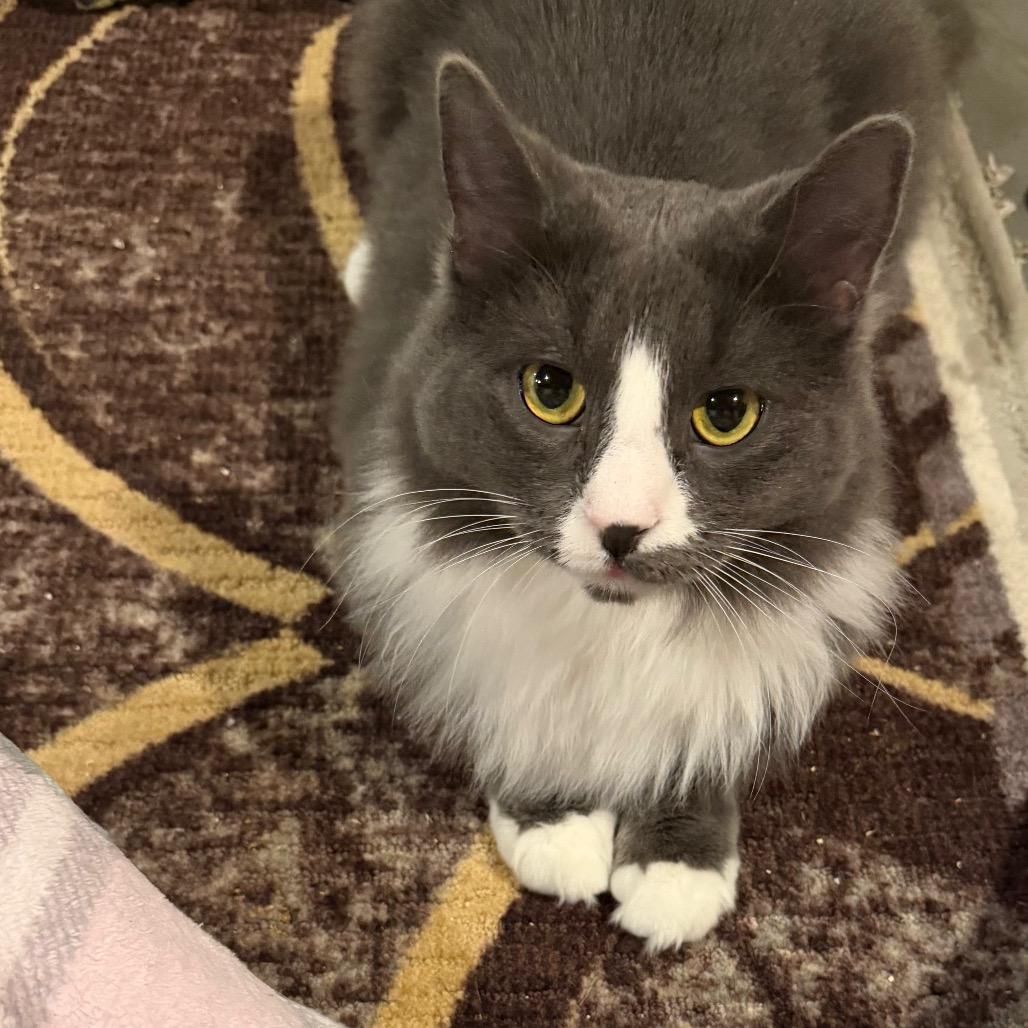 Dusty, a Adoptable Domestic Medium Hair in Reisterstown, MD image 4/4