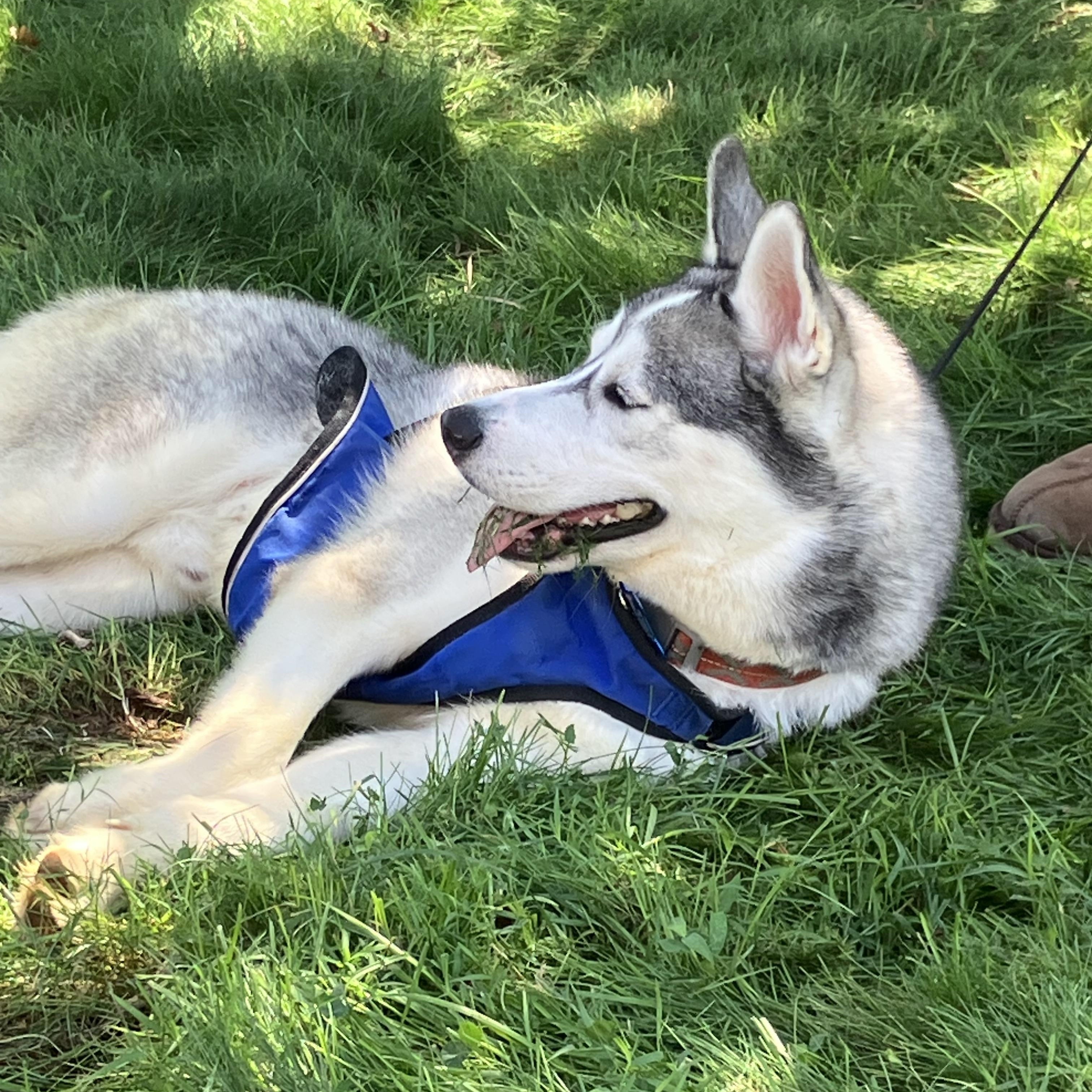 Enlarge Kody, a Adoptable Husky in Woodbury, NJ image 3/4
