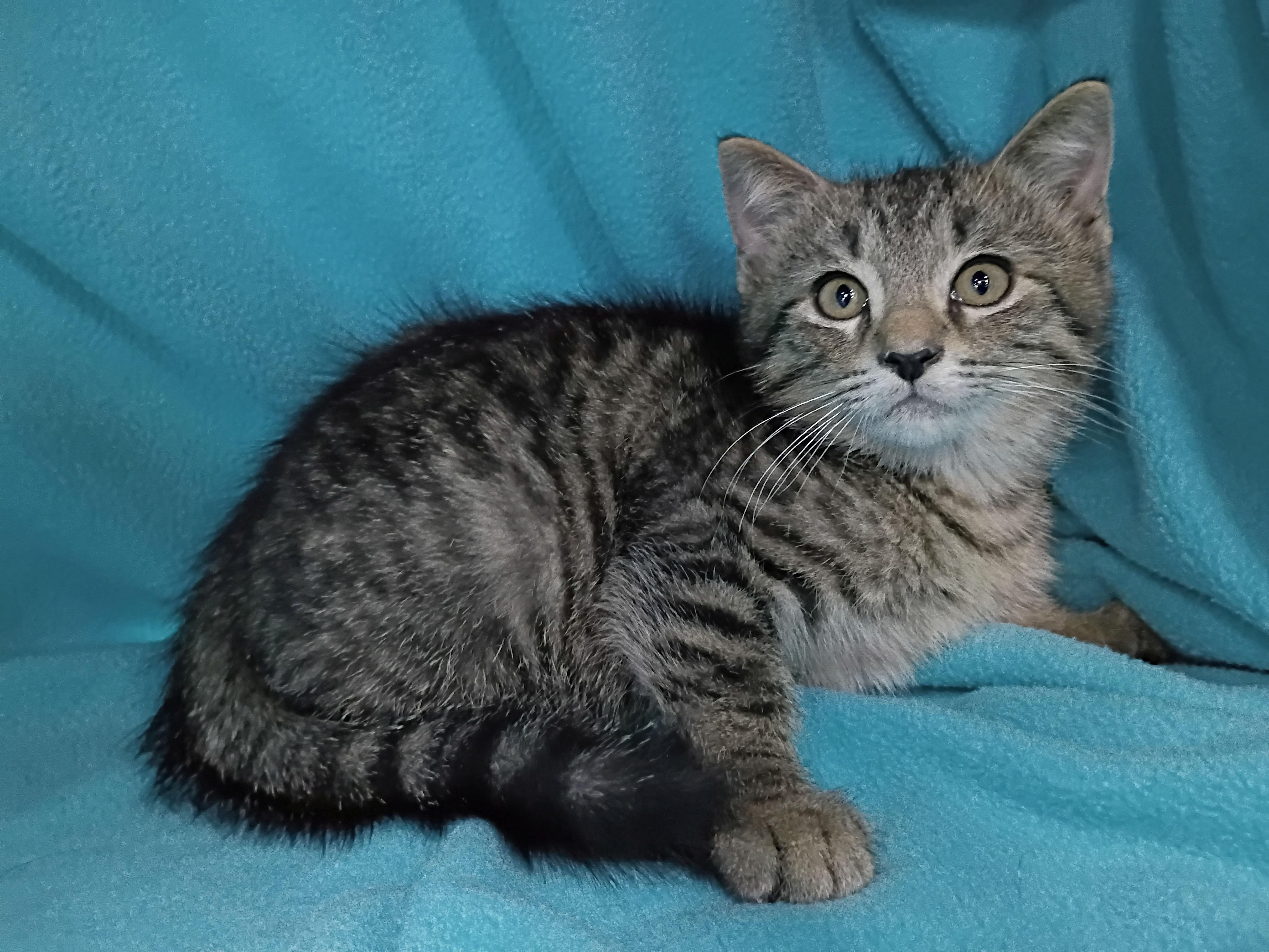 Ottoman, Baby Male Domestic Short Hair