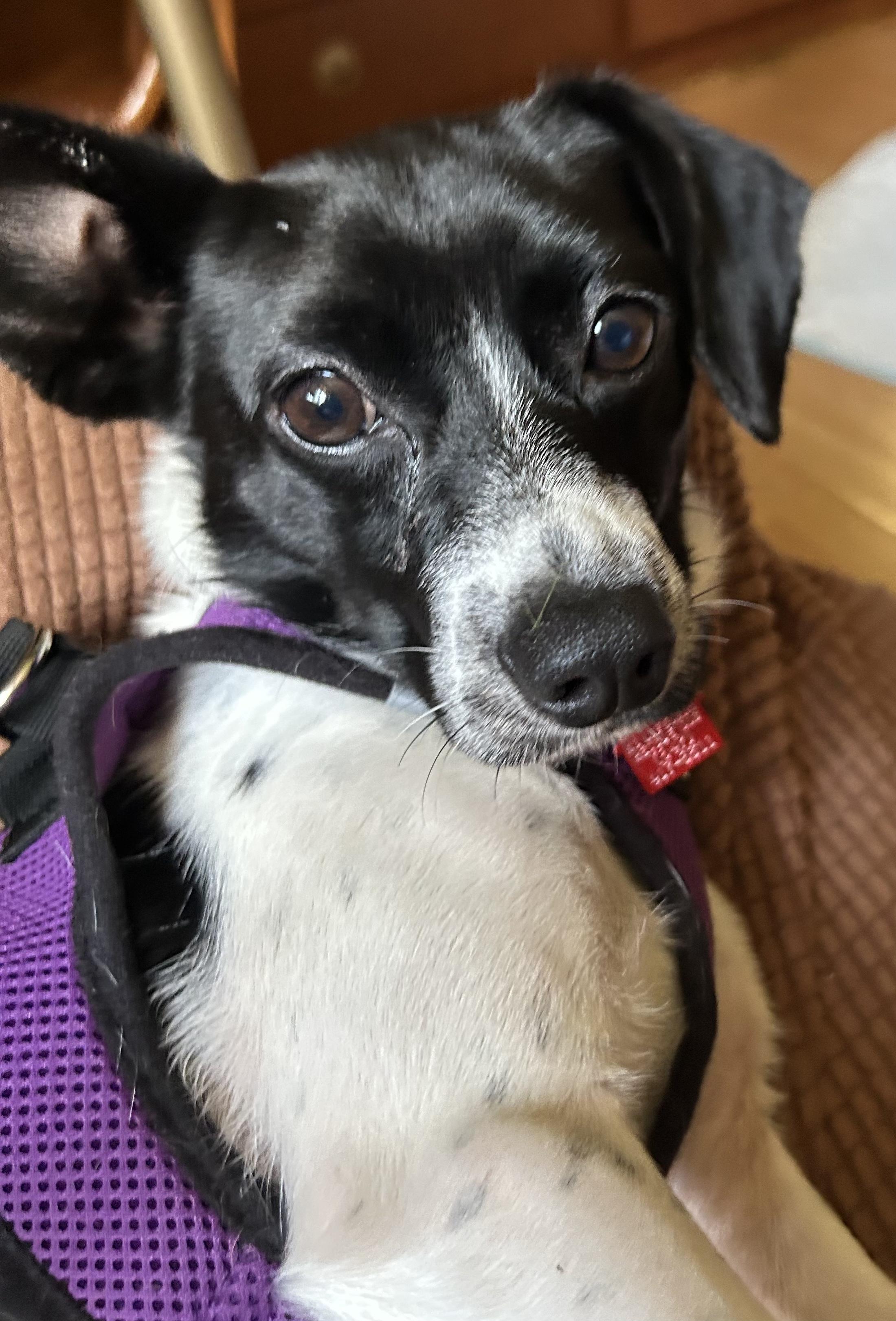 Enlarge Kip, a Adoptable mixed breed in Lake Geneva, WI image 6/6