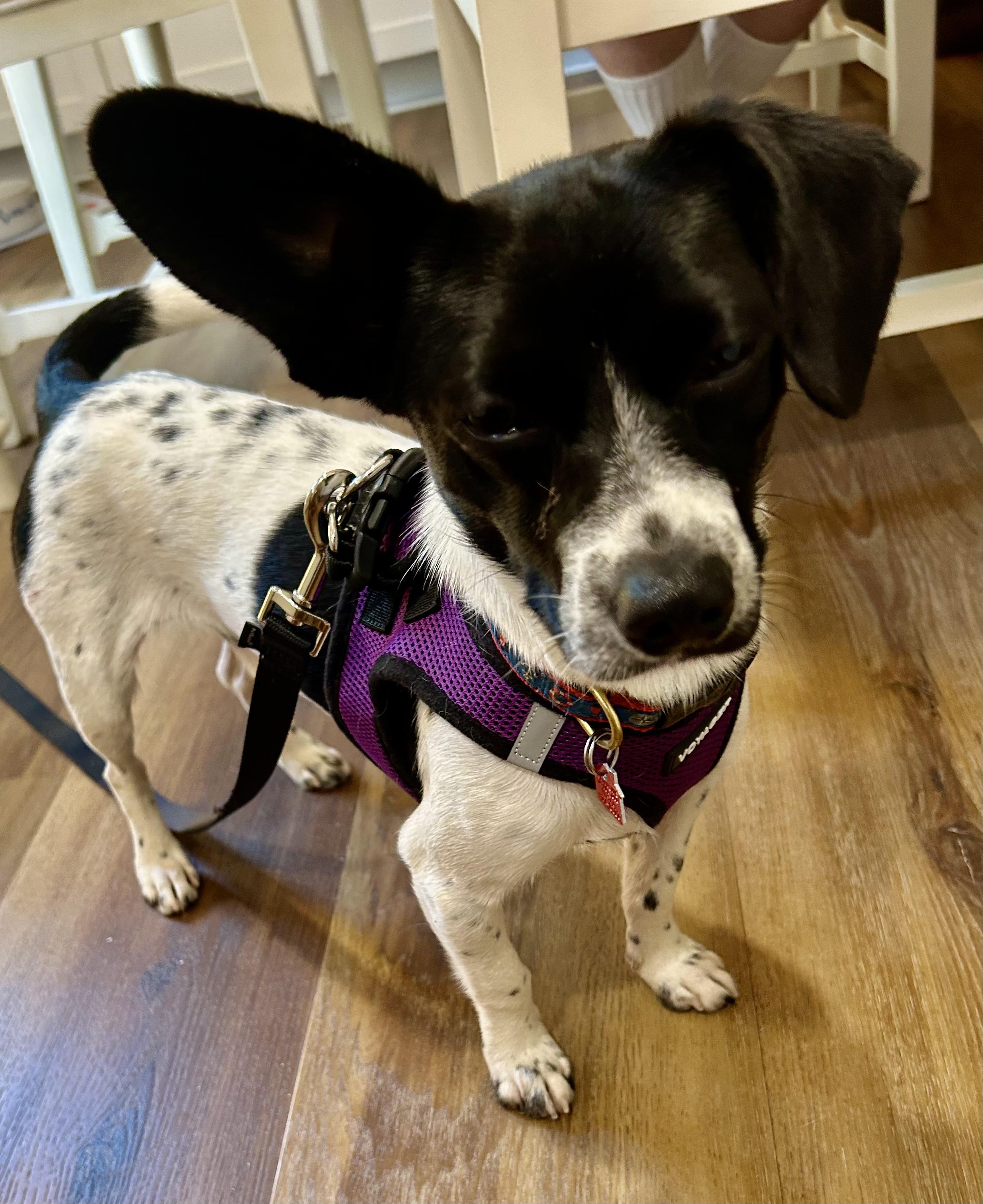 Enlarge Kip, a Adoptable mixed breed in Lake Geneva, WI image 2/6