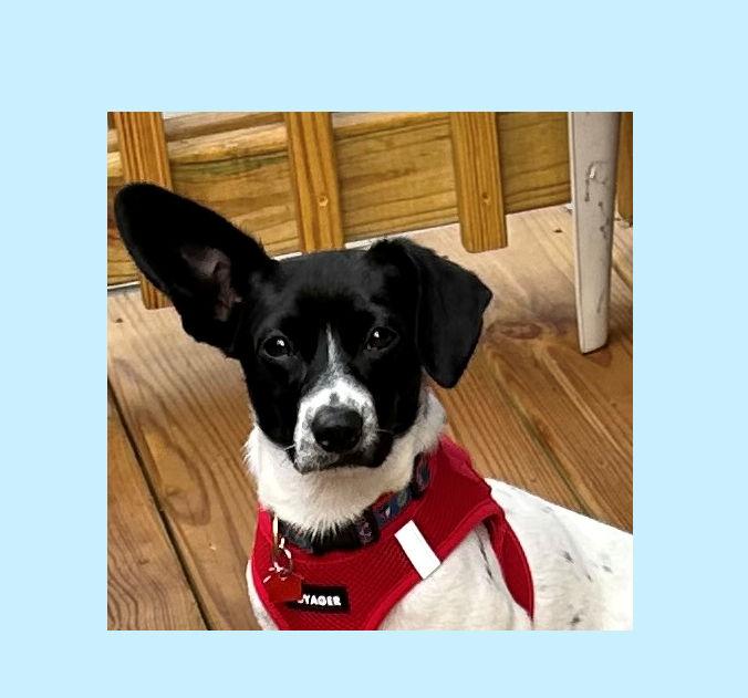 Enlarge Kip, a Adoptable mixed breed in Lake Geneva, WI image 3/6