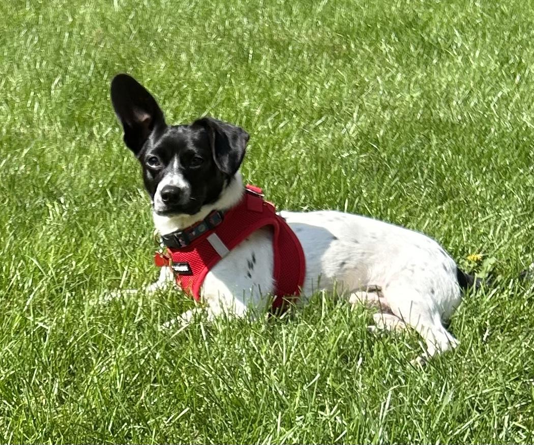 Kip, Adoptable, Young Male Corgi & Terrier.