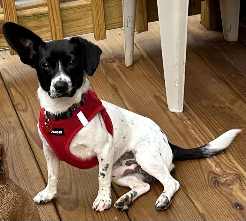 Enlarge Kip, a Adoptable mixed breed in Lake Geneva, WI image 5/6