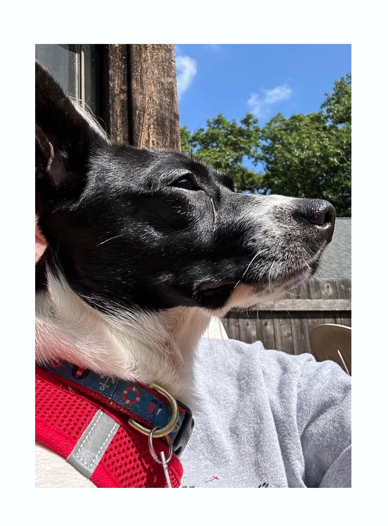Enlarge Kip, a Adoptable mixed breed in Lake Geneva, WI image 4/6
