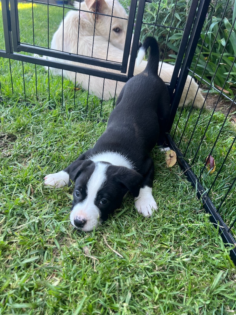 Cowboy, a Adopted mixed breed in Burbank, CA image 1/5