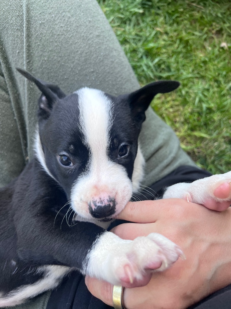 Cowboy, a Adopted mixed breed in Burbank, CA image 3/5
