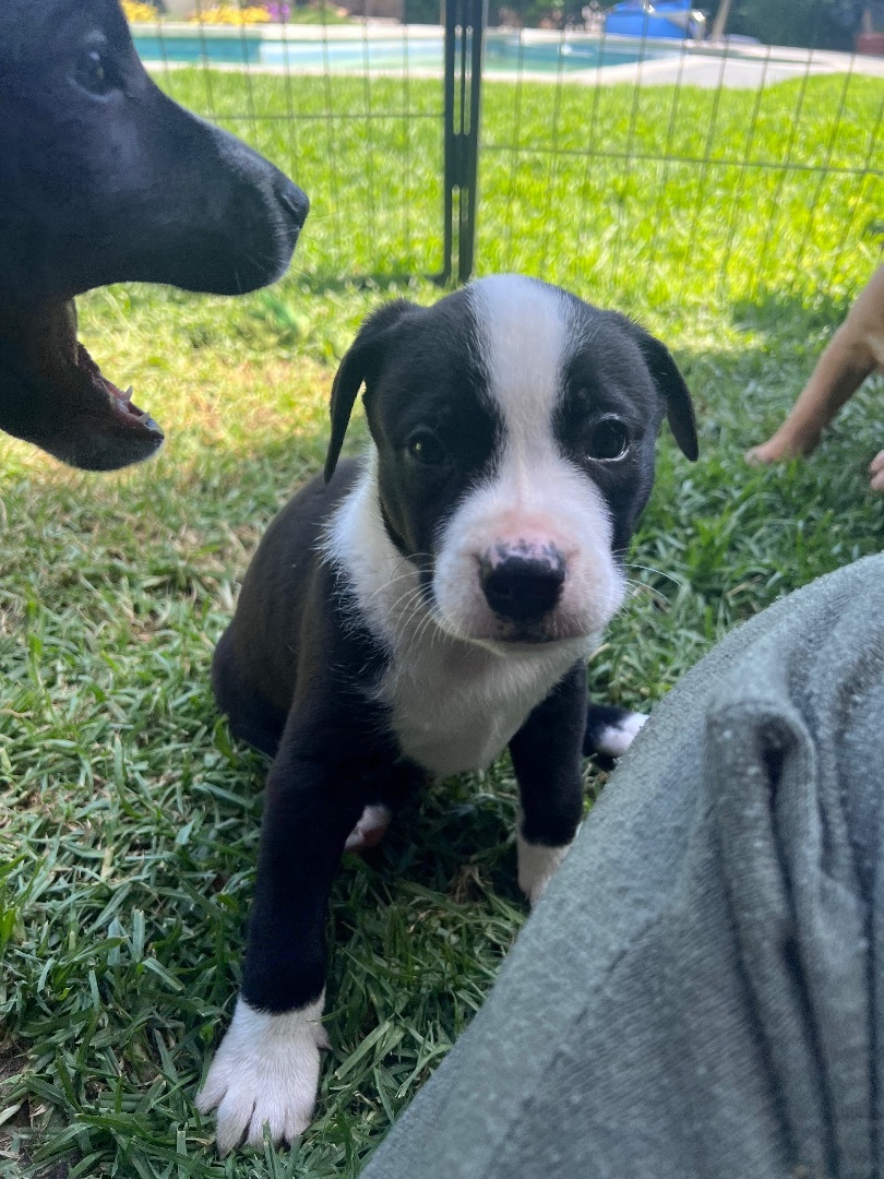 Cowboy, a Adopted mixed breed in Burbank, CA image 4/5