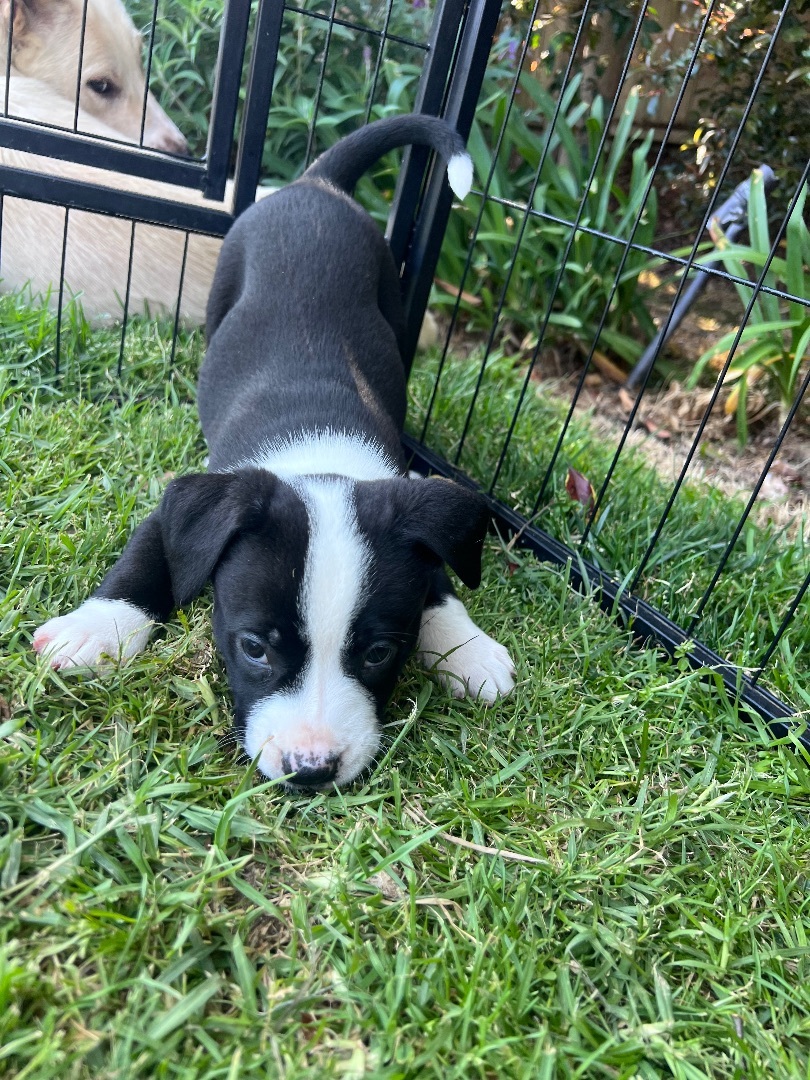 Cowboy, a Adopted mixed breed in Burbank, CA image 5/5
