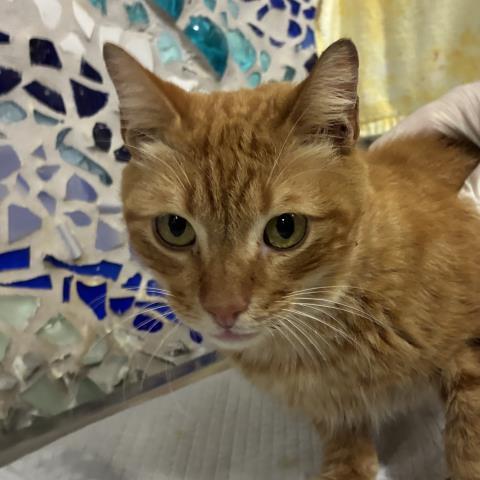 LEO, Adoptable, Adult Male Domestic Short Hair.