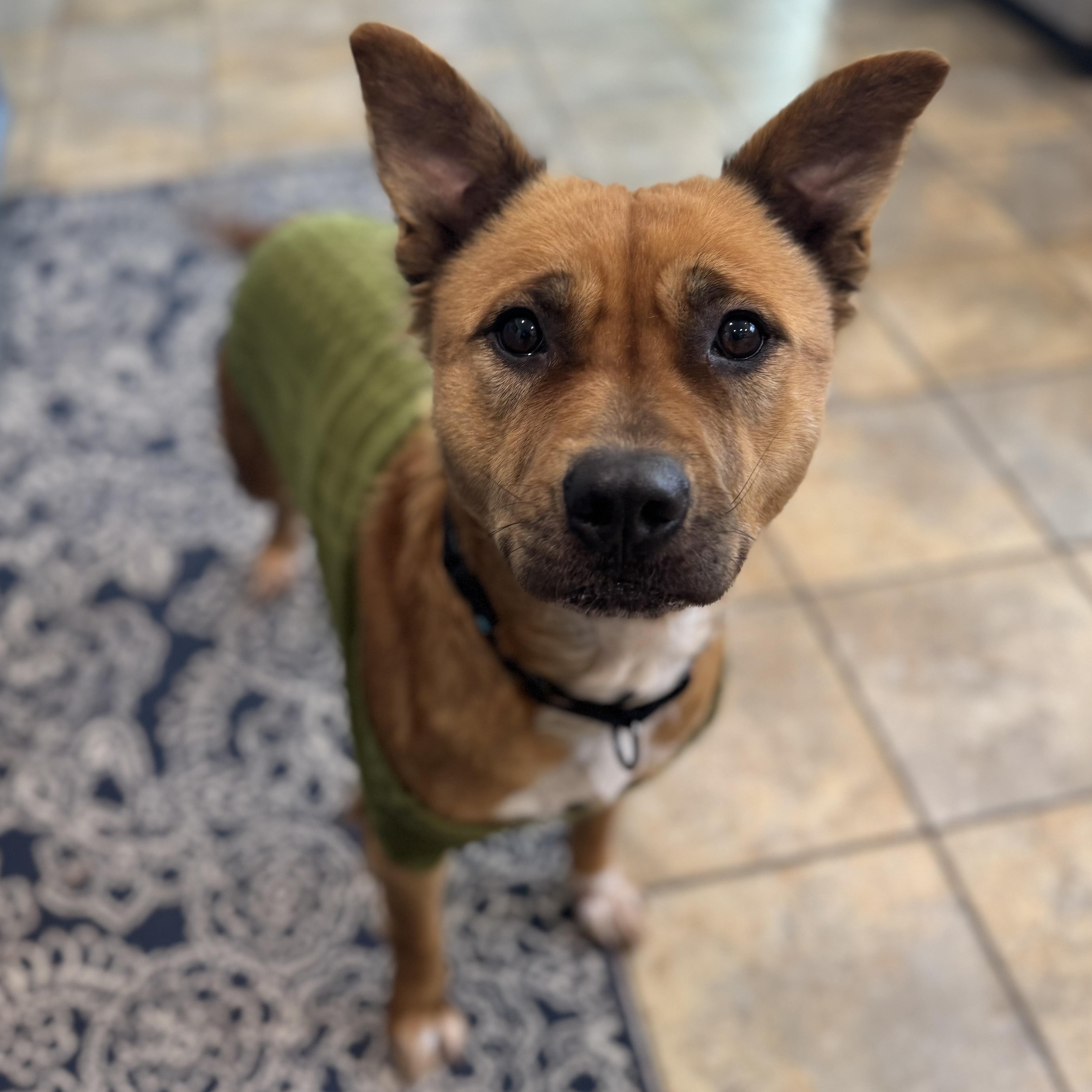 Beignet, adopted, Adult Female Mixed Breed.
