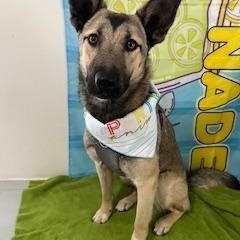 Hazel