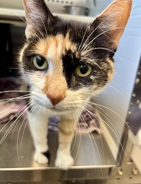 Enlarge MILLIE, a Adoptable Domestic Medium Hair in Kalamazoo, MI image 1/1