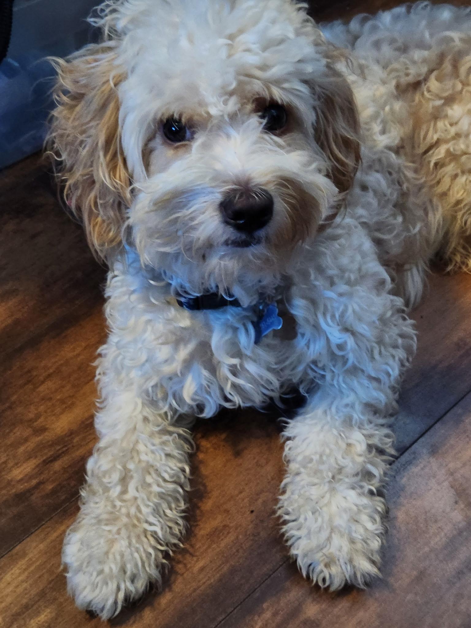 Enlarge Kai, a Adopted mixed breed in Whittier, CA image 1/2